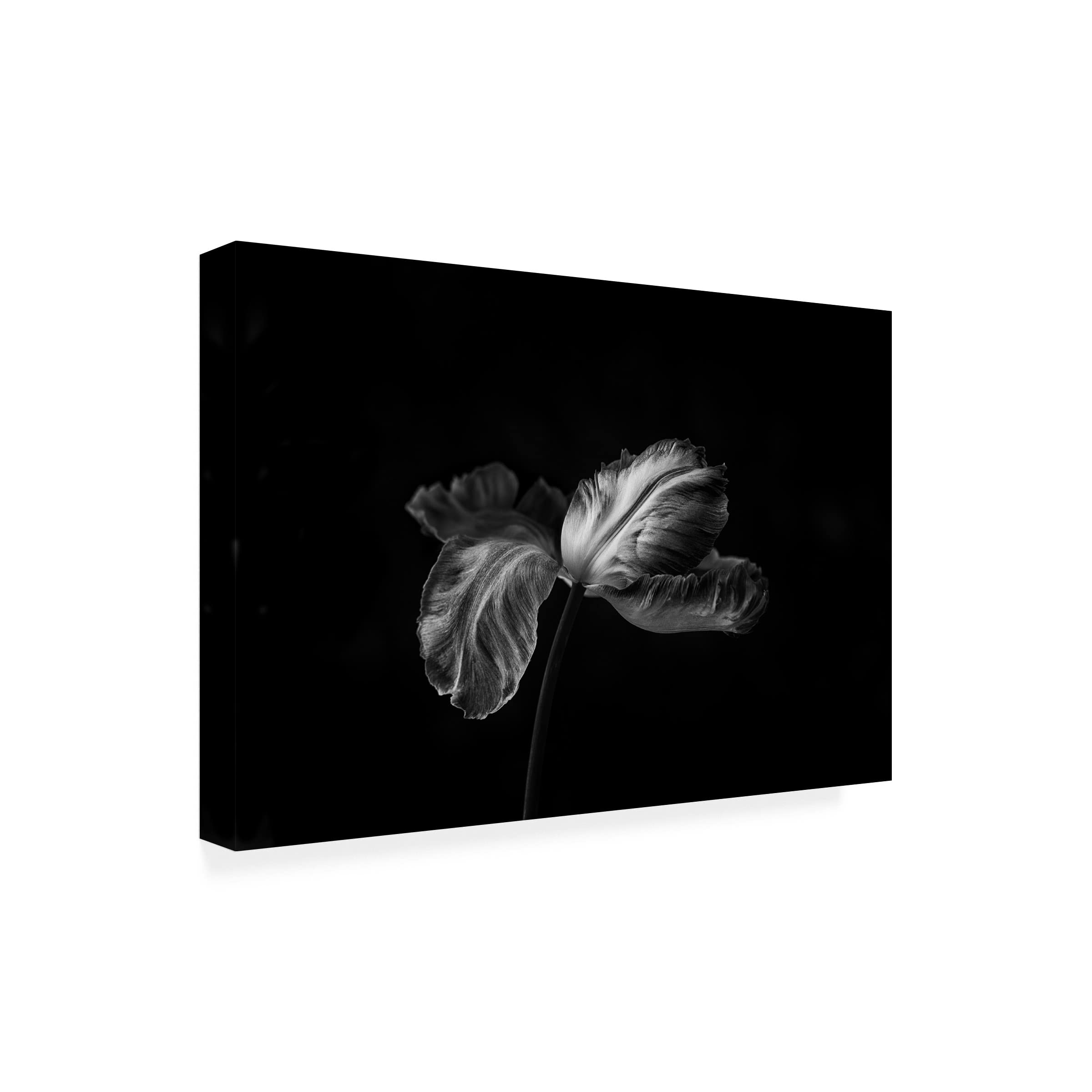 Trademark Fine Art 'Tulip In Mono 2' Canvas Wall Art Print by Lotte Gronkjaer - Floral Home Decor for Living Room, Bedroom & Office