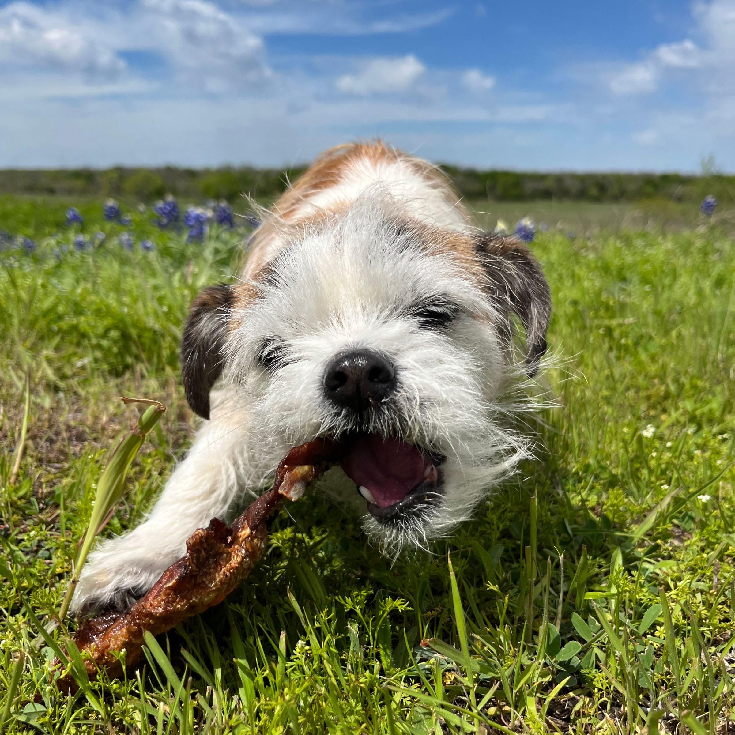 Premium Salmon Fish Skin Dog Treats - All Natural, Healthy & Crunchy Snacks for Dogs & Puppies - High Protein, Grain Free Dog Treats - Perfect for Training, Rewards & Dental Health