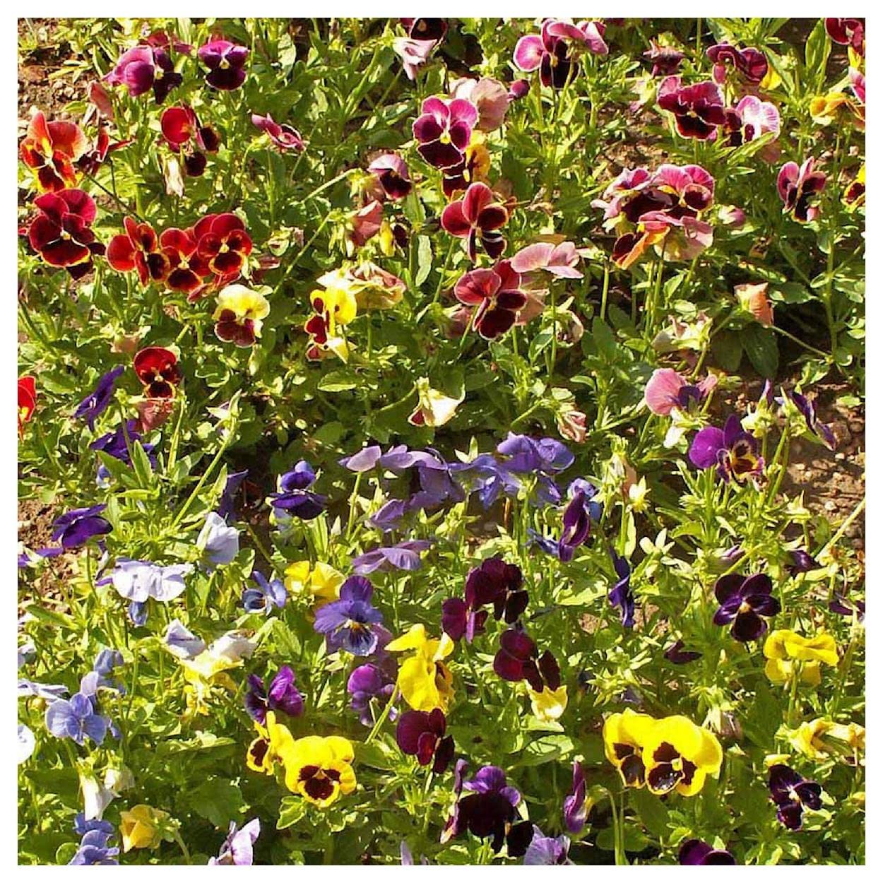 Everwilde Farms - 1/4 Lb Swiss Giants Pansy Mix Wildflower Seeds - Gold Vault Packaging - Vibrant Garden Flowers for Landscaping, Borders & Containers