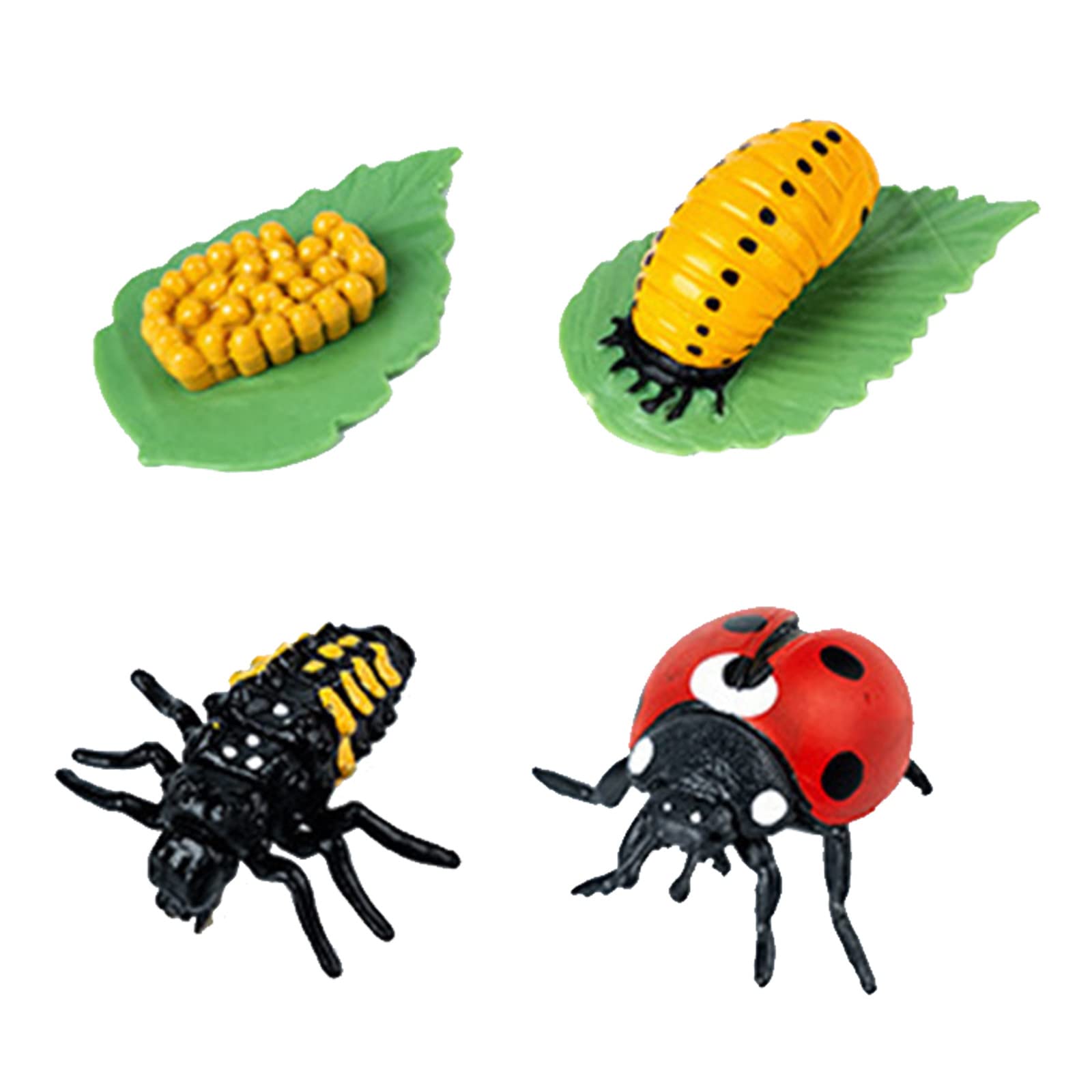 Beetles Life Cycle Growth Stage Model - Educational Plant & Insect Growth Cycle Toy for Kids, Toddlers, Boys & Girls - STEM Learning Science Kit for Classroom & Homeschool Use