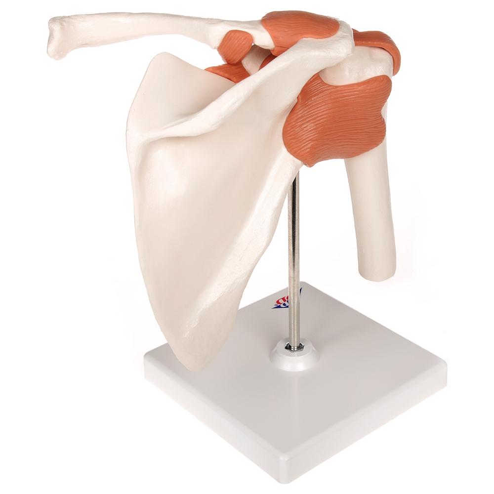 Functional Shoulder Joint Model - Anatomical Shoulder Joint Demonstration for Medical Students & Physical Therapy Training | Perfect for Classroom, Clinic & Home Study
