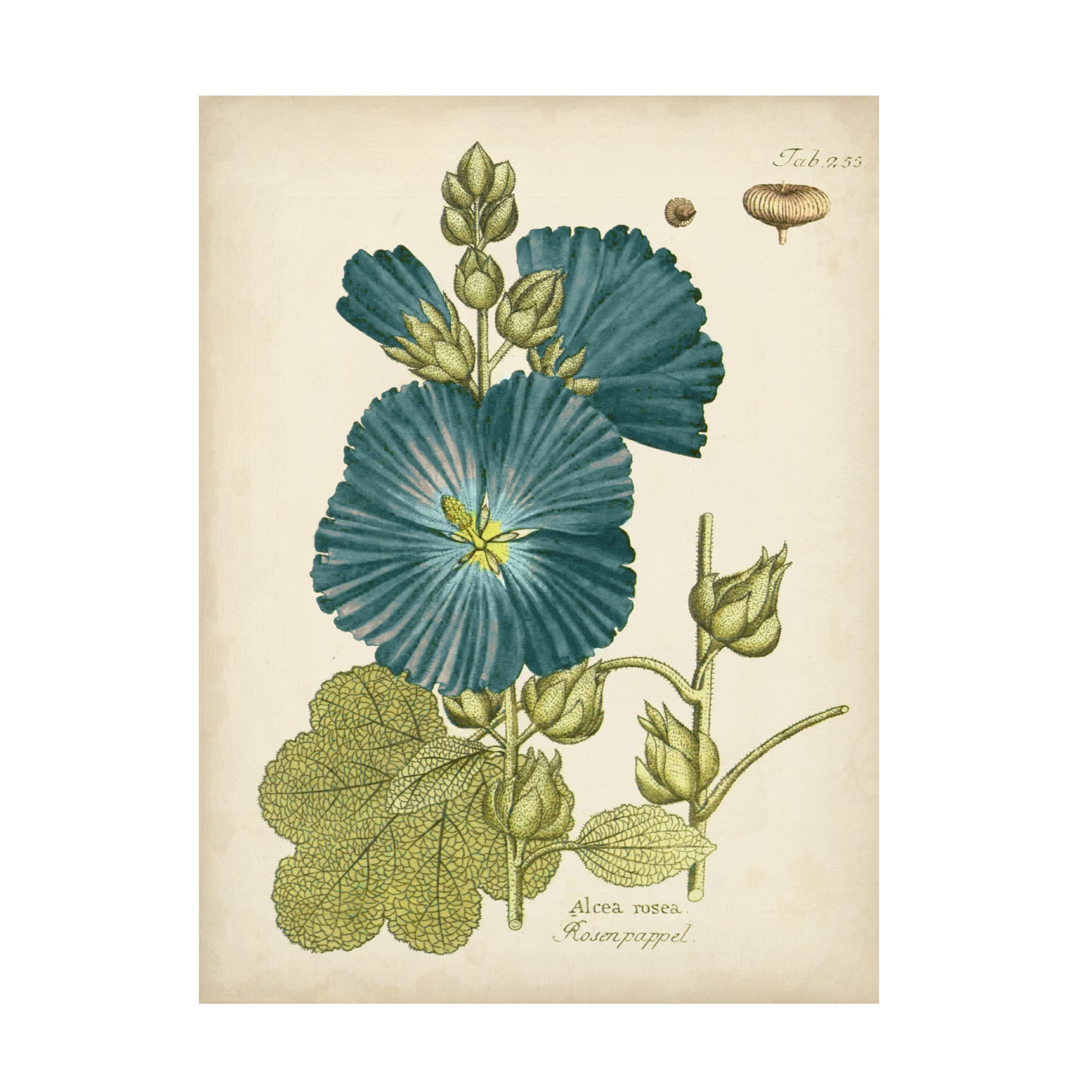 Trademark Fine Art 'Eloquent Botanical IV' Canvas Wall Art by Vision Studio - Perfect for Living Room, Bedroom & Office Decor