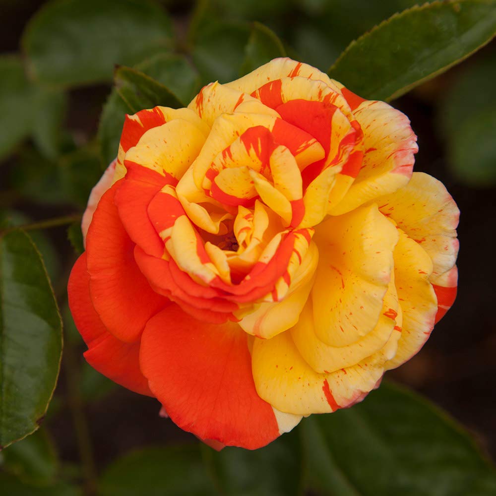 Heirloom Roses Oranges 'n' Lemons Rose Bush - Colorful Shrub Rose Plant for Outdoor Garden Planting | Perfect for Landscaping, Flower Beds & Container Gardening