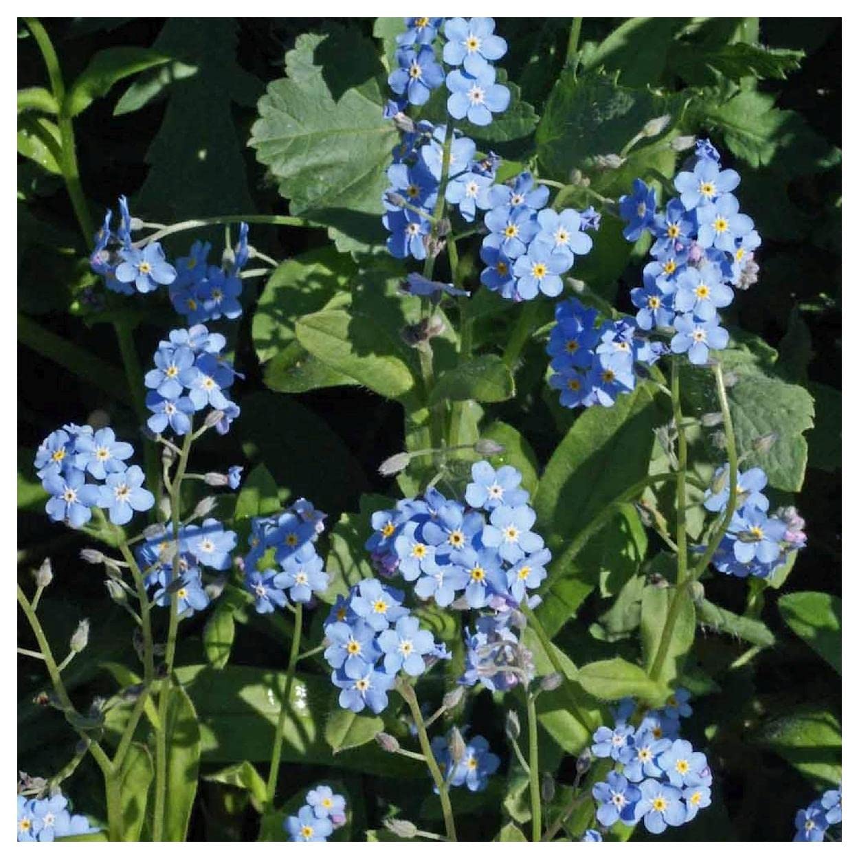 Everwilde Farms - 2000 Forget-Me-Not Wildflower Seeds - Premium Gold Vault Jumbo Seed Packet for Gardens, Bouquets & Landscaping