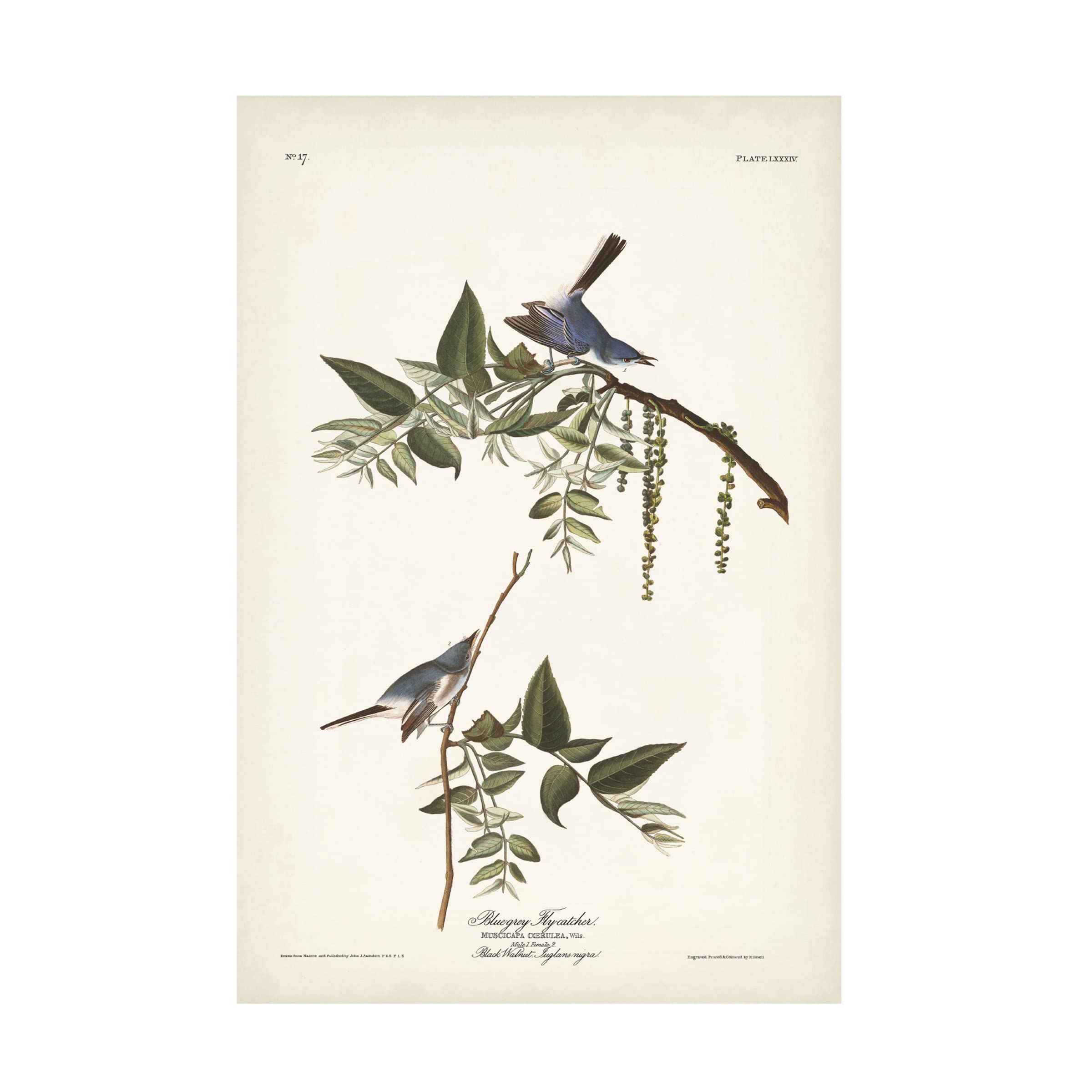 John James Audubon Bluegrey Flycatcher Canvas Art Print 12x19 - Premium Wildlife Wall Decor for Living Room, Bedroom & Office