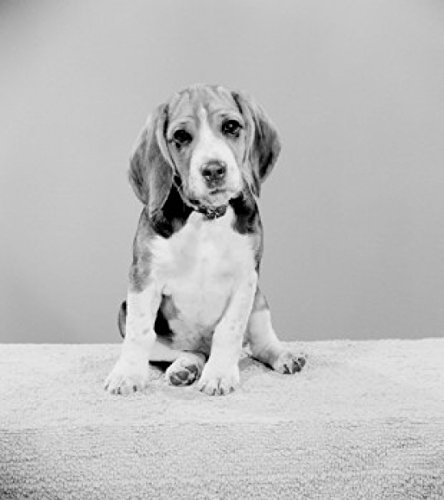 Beagle Poster Print (18 x 24) - High Quality Dog Art for Home & Office Decor - Perfect for Pet Lovers, Living Room, Bedroom, or Gift Idea
