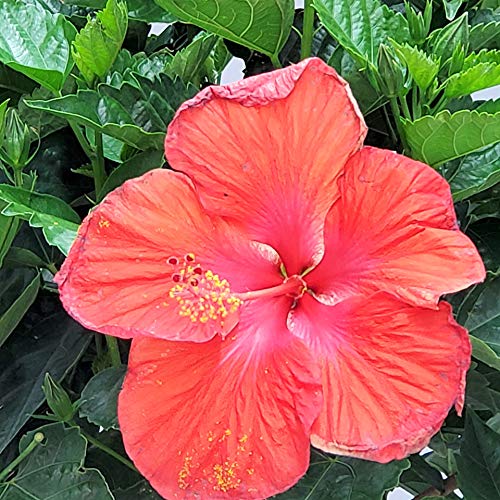 Braided Hibiscus Tree Live Plant - Red President Hibiscus - 38