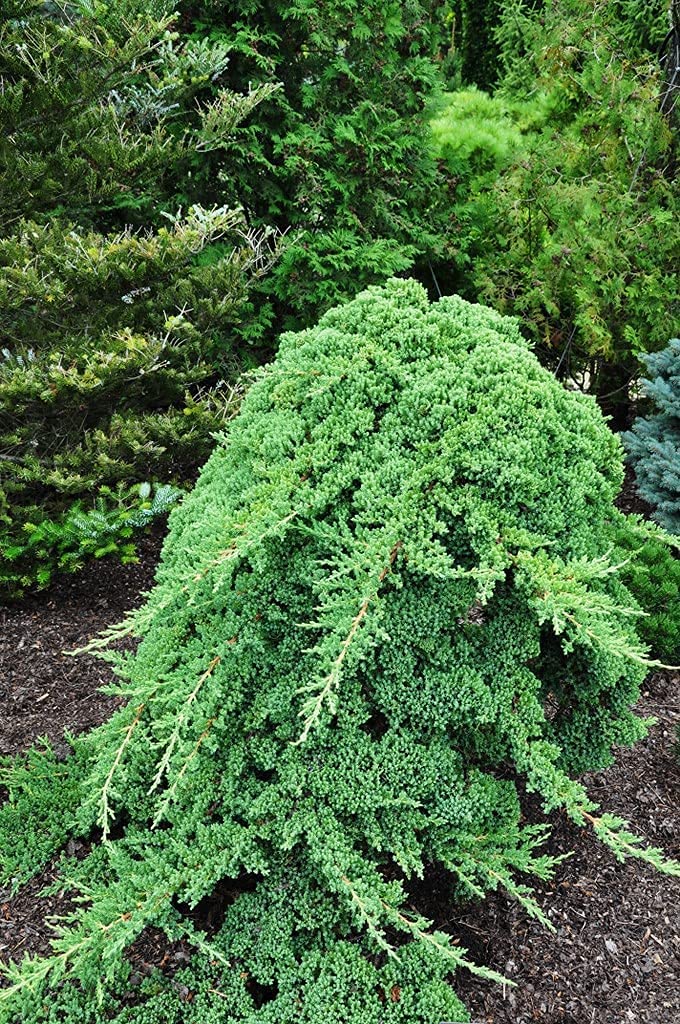 Dwarf Japanese Garden Juniper (Juniperus Procumbens Nana) - 15 Live Plants in 4 Inch Pots | Drought Tolerant Evergreen Ground Cover | Perfect for Bonsai, Rock Gardens & Landscape Design | Low Maintenance Outdoor Decor