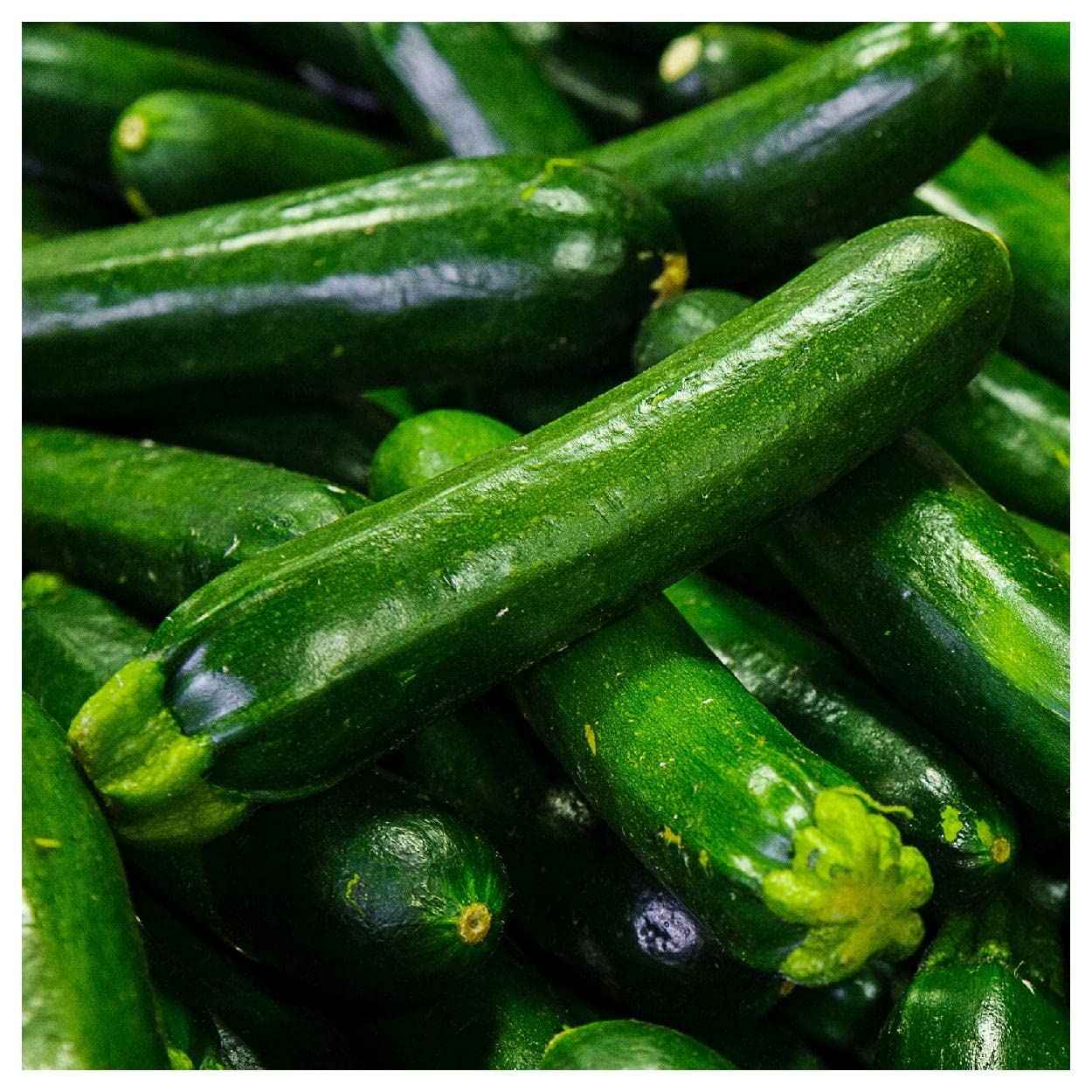 Organic Dark Green Zucchini Summer Squash Seeds - 20 Count - Non-GMO, Heirloom Vegetable Seeds for Home Gardening - Perfect for Salads, Grilling & Healthy Recipes