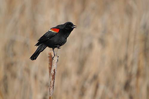 Boer Red Winged Blackbird Wall Decal Poster 24x36 Inches - Nature-Inspired Home Decor for Living Room, Bedroom & Office