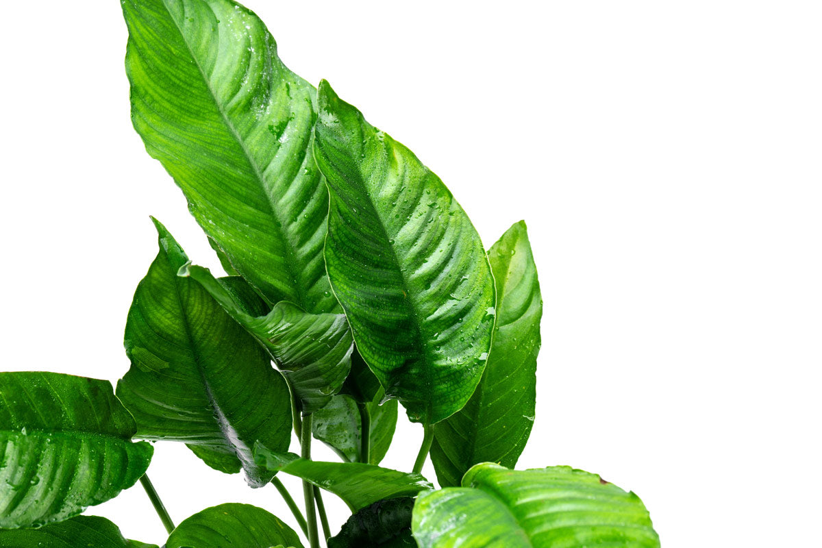 Anubias Heterophylla Live Aquatic Plant - Large Mother Plant for Freshwater Aquariums & Fish Tanks | Perfect for Aquascaping, Shrimp Tanks & Low-Light Environments