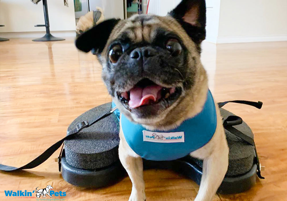 Walkin' Scooter for Dogs by Walkin' Pets® - Mobility Aid for Disabled & Injured Pets - Perfect for Rehabilitation & Daily Support in Mexico