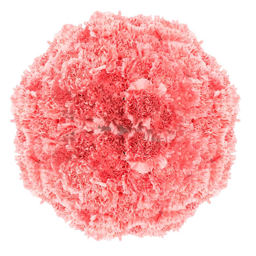 300 Long Stem Pink Carnations Fresh Cut Flowers - Bulk Wholesale for Wedding, Anniversary, Party Decorations & Floral Arrangements