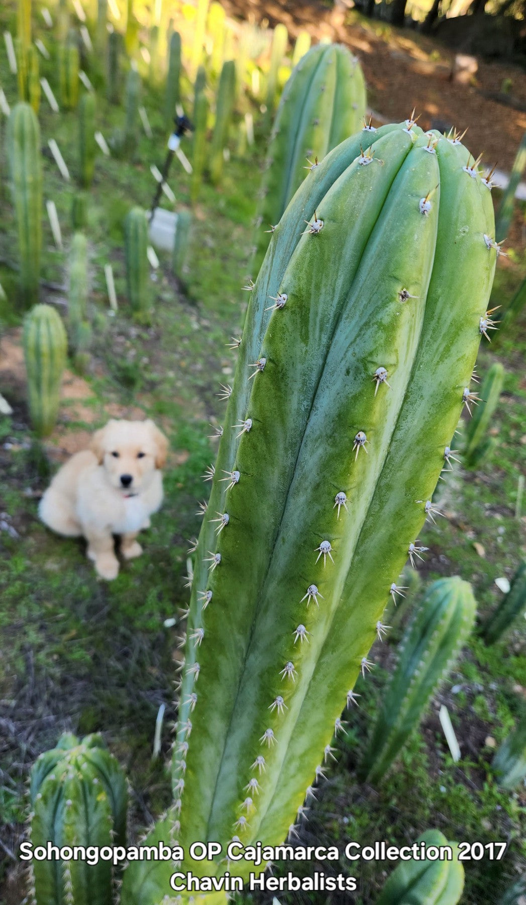 EC315 EXACT Trichocereus Pachanoi Sohongopamba OP Cactus Cutting 8