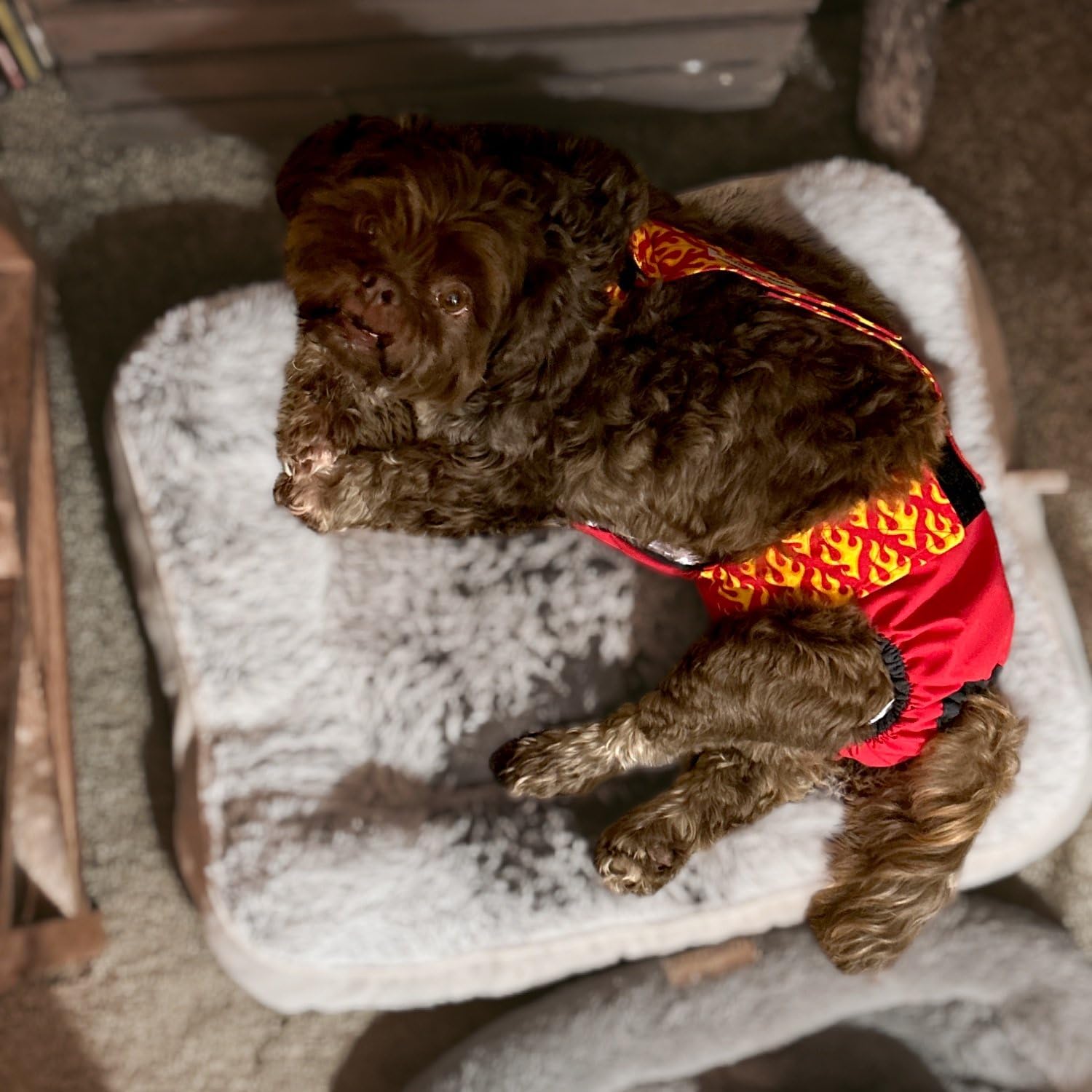 Red Dog Diaper Overall with Tail Hole - Size L, Made in USA - Perfect for Pet Costumes, Halloween & Photo Shoots