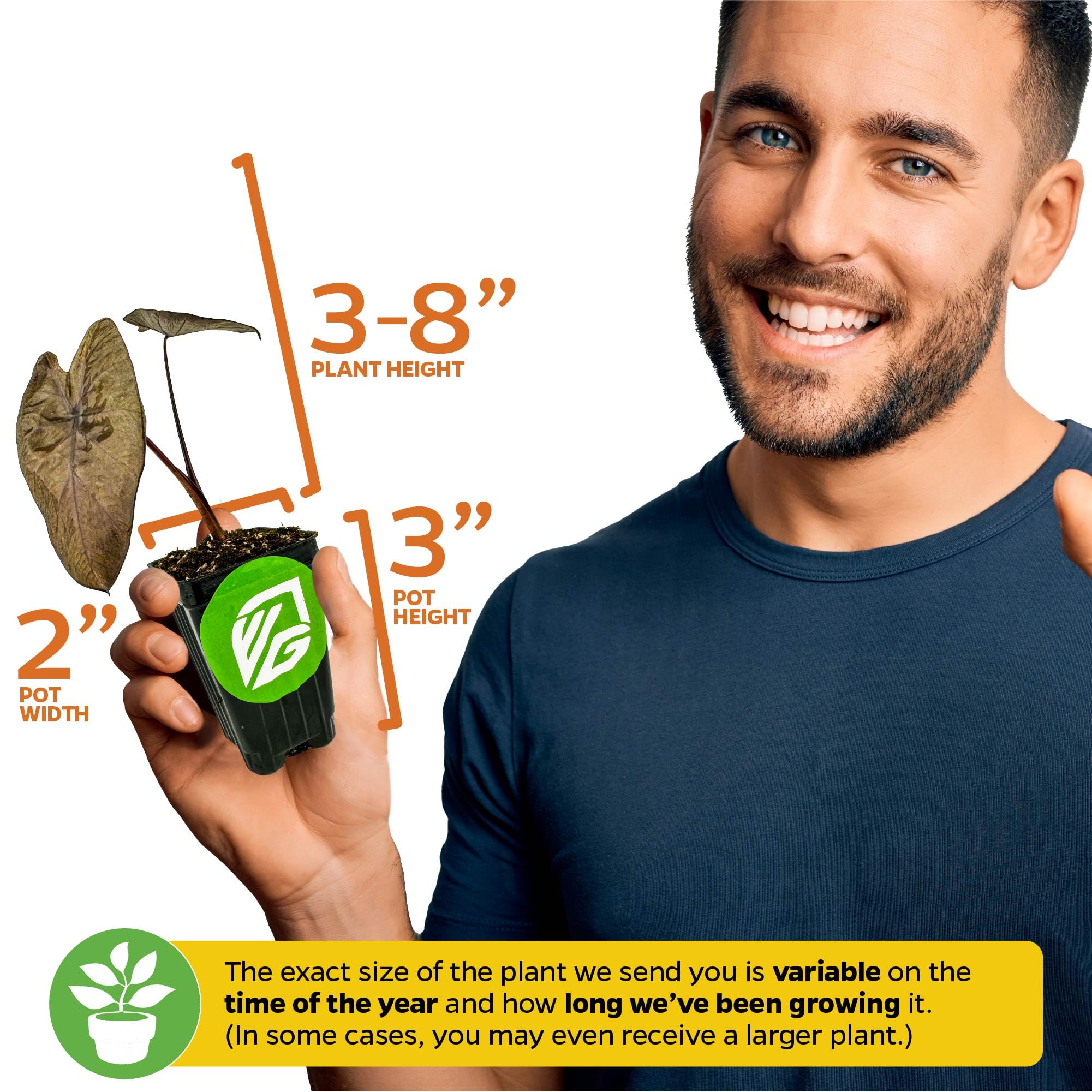 Live Colocasia Esculenta Elephant Ear Plant - Tropical Garden Bulbs for Outdoor Planting | Vibrant Foliage for Poolside Landscaping, Patio Decor & Backyard Gardens