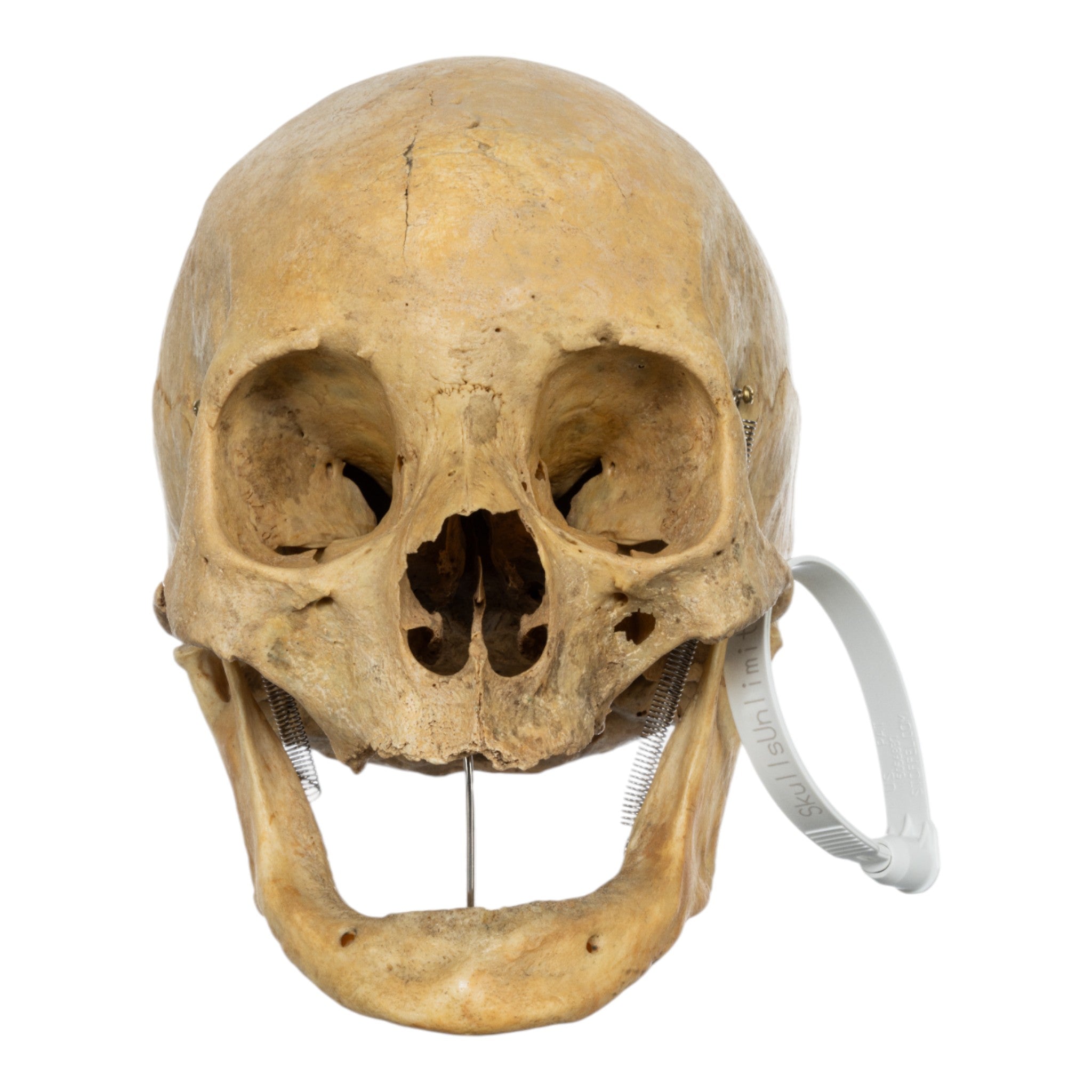 Authentic Real Human Skull for Medical Study, Halloween Decor & Collector's Display - Perfect for Anatomy Education, Haunted House Props & Oddity Collections