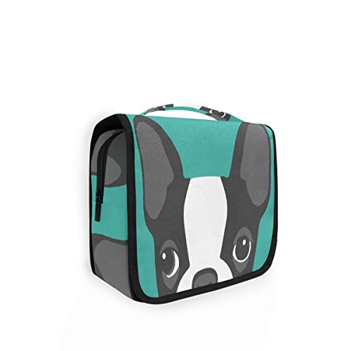 Boston Terrier Dog