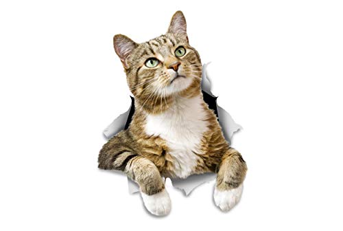 Pondering Tabby