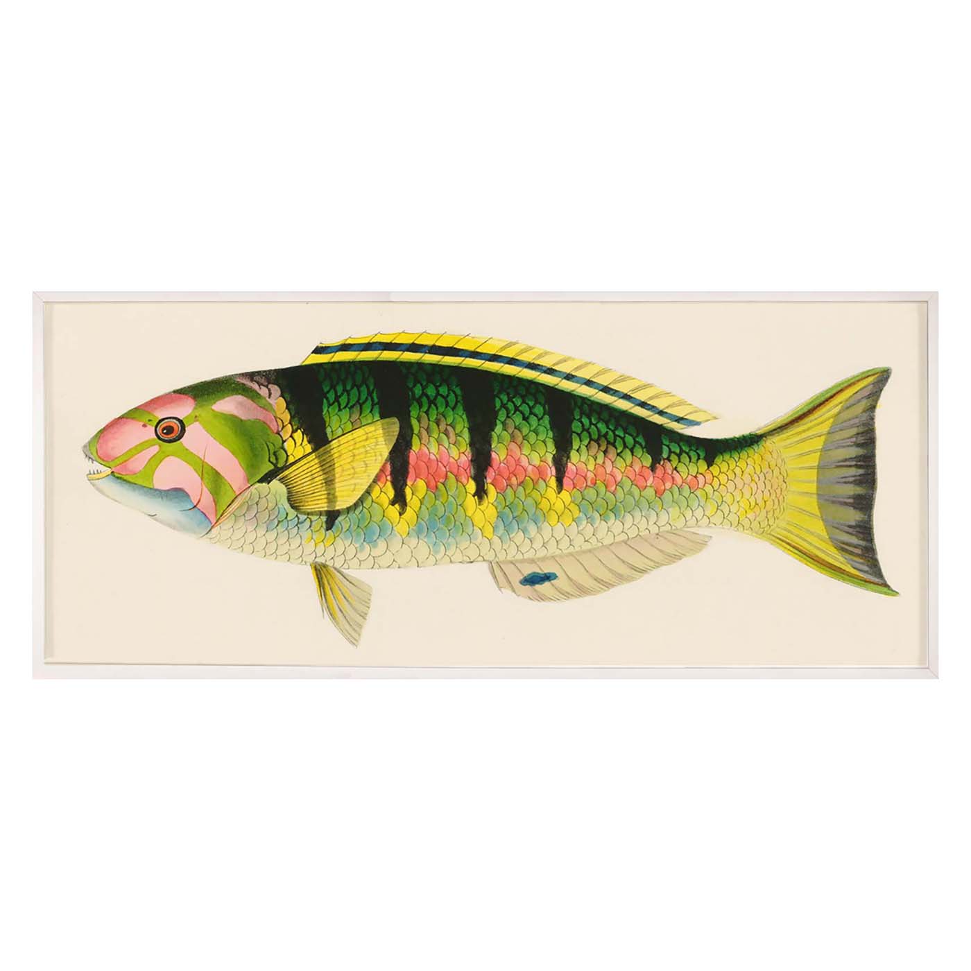 Bennett Fish 3 - Premium Freshwater Aquarium Fish for Home & Office Tanks - Perfect for Beginners & Experienced Fish Keepers - Ideal for Community Tanks, Aquascaping & Relaxation Therapy
