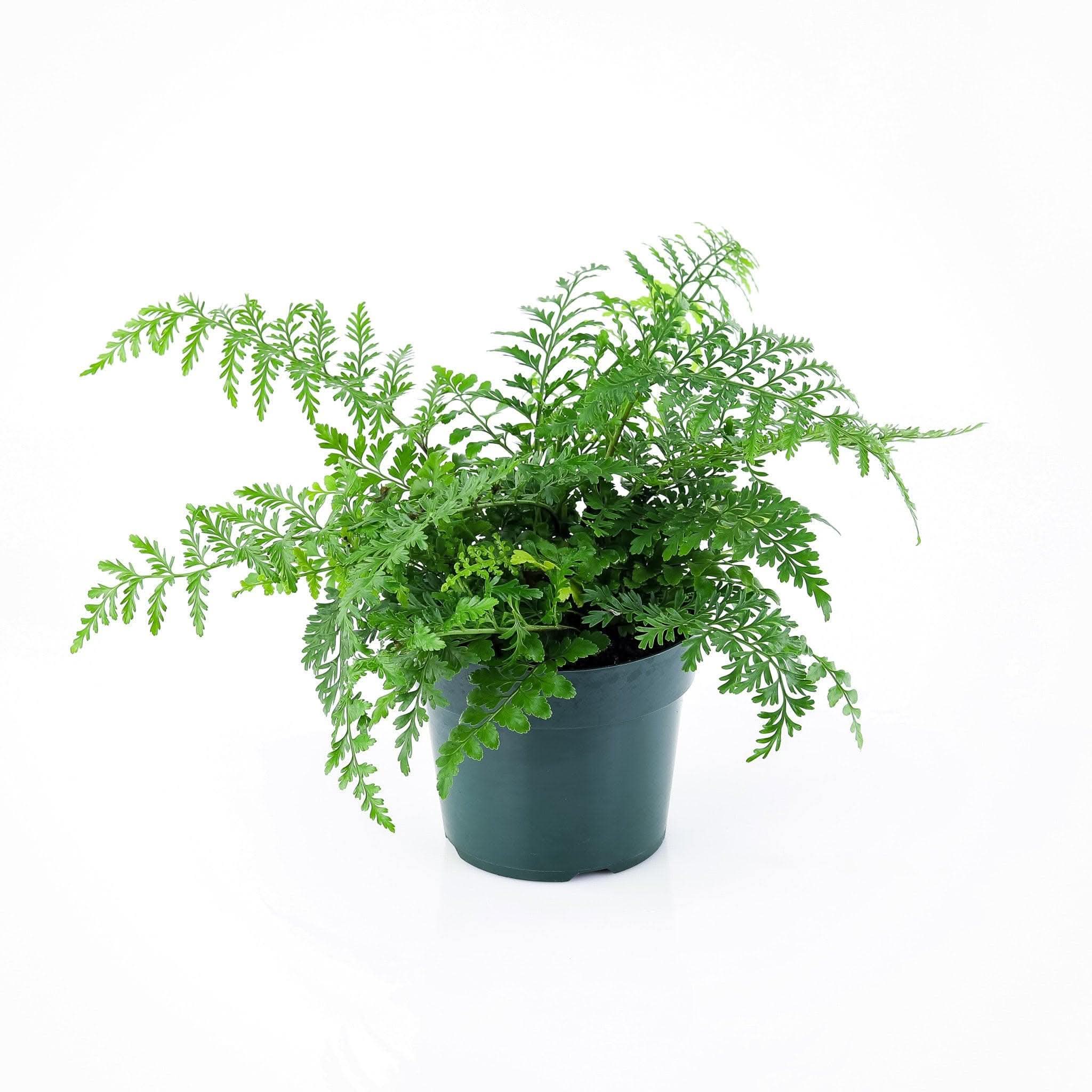 Austral Gem Fern - Hardy Evergreen Fern for Shade Gardens | Perfect for Landscaping, Containers & Indoor Decor