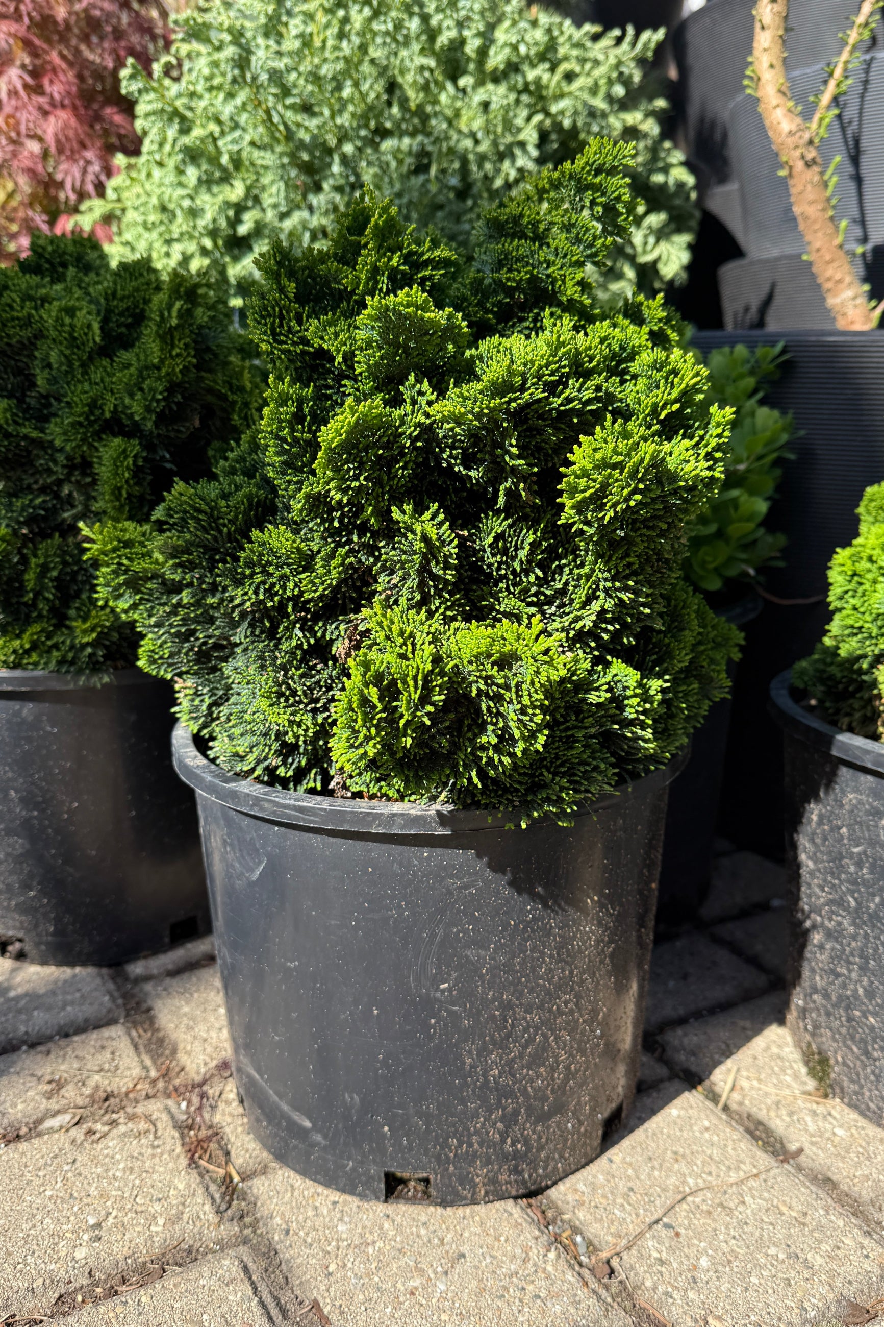 Chamaecyparis obtusa 'Thoweil' #3 - Premium Dwarf Hinoki Cypress Tree for Landscaping, Bonsai & Zen Gardens