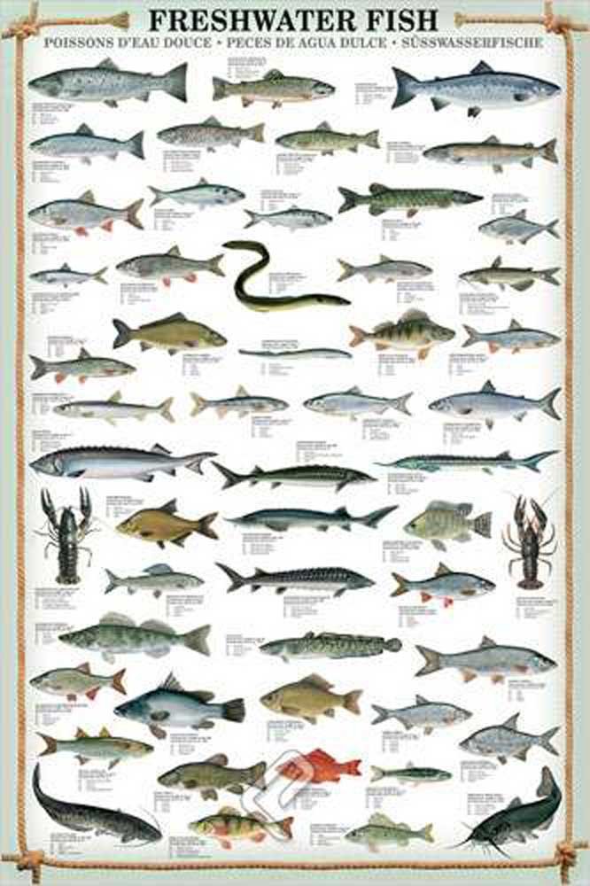 Empire Merchandising 648969 Freshwater Fish Educational Poster - Aquatic Species Learning Chart for Classroom, Home School & Science Room Decor