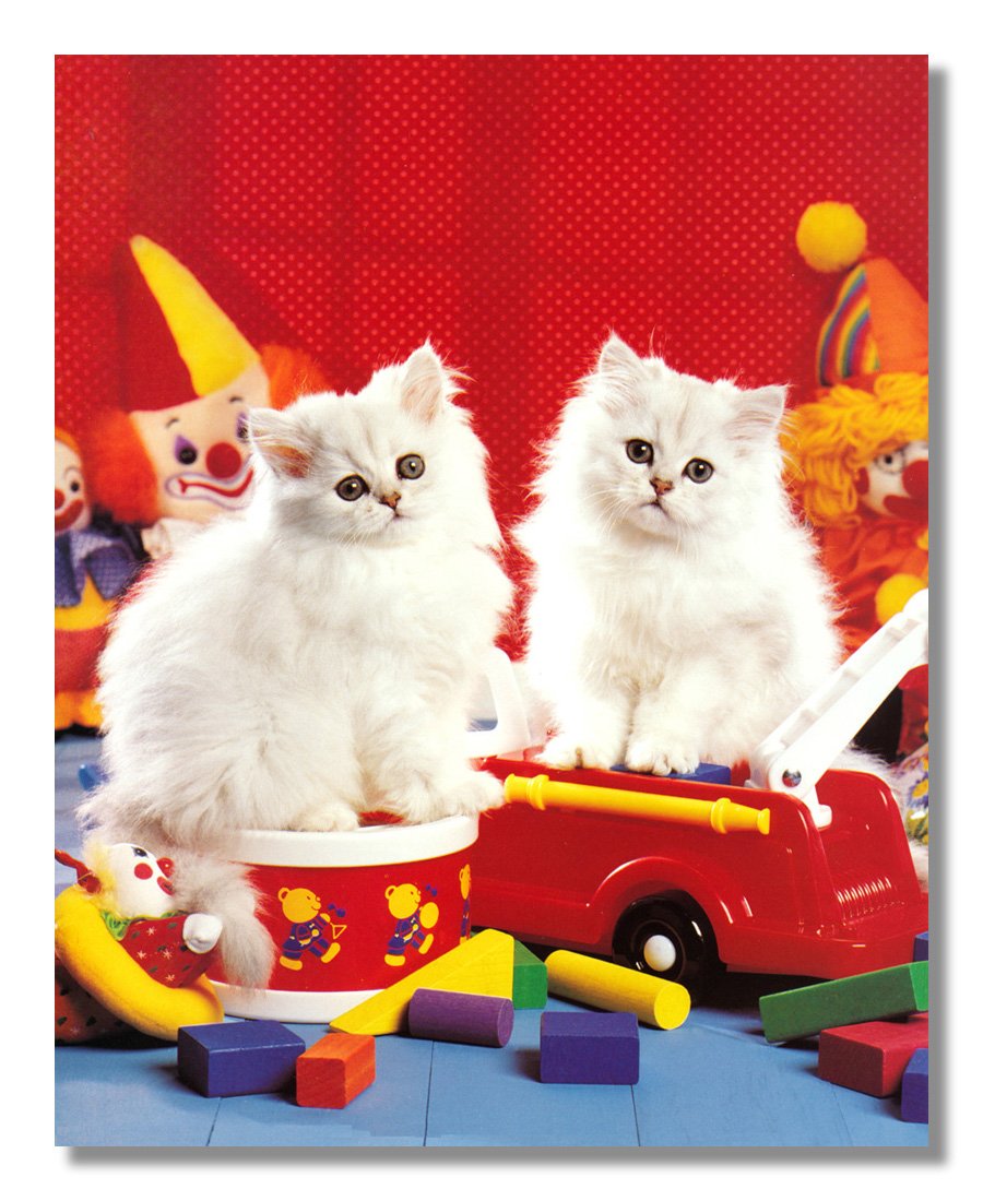 Two White Persian Kitten Cats Sitting on Toy - Framed Wall Art Print for Home Decor | Perfect for Living Room, Bedroom & Nursery