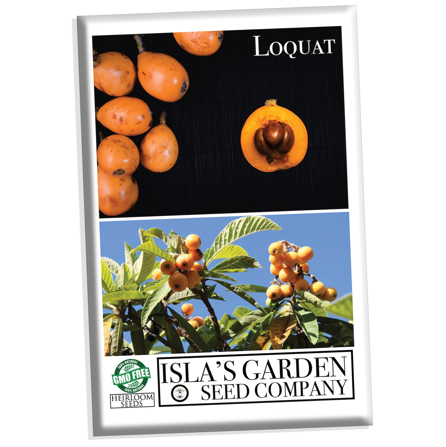 Organic Loquat Fruit Tree Seeds for Planting - Non-GMO Heirloom Eriobotrya Japonica - 3 Seeds per Packet by Isla's Garden Seeds - Perfect for Home Gardening, Edible Landscaping & Unique Gifts