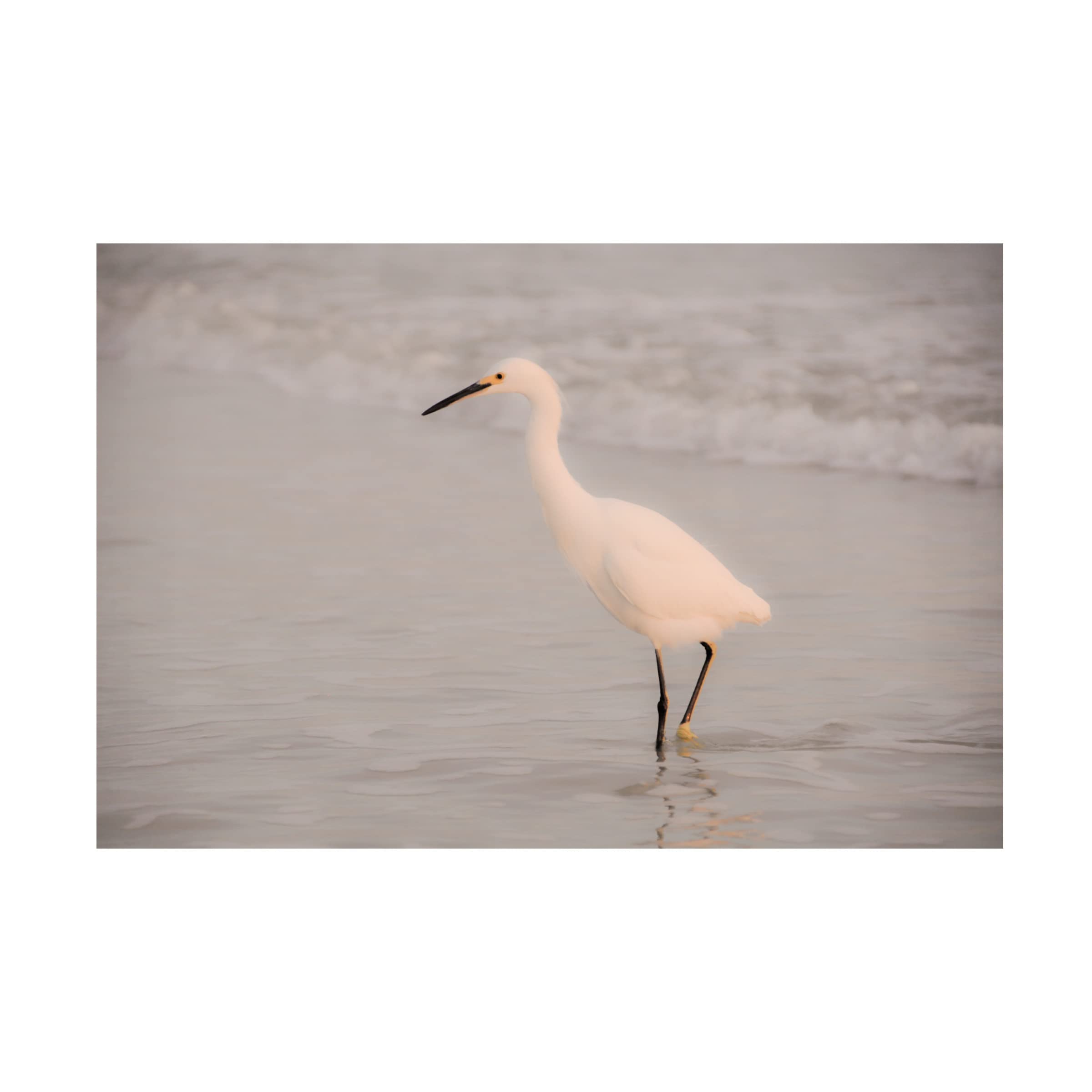 Blue Palomino 'Eager Egret' Canvas Wall Art - Handmade Floral Bird Painting for Living Room, Bedroom & Office Decor