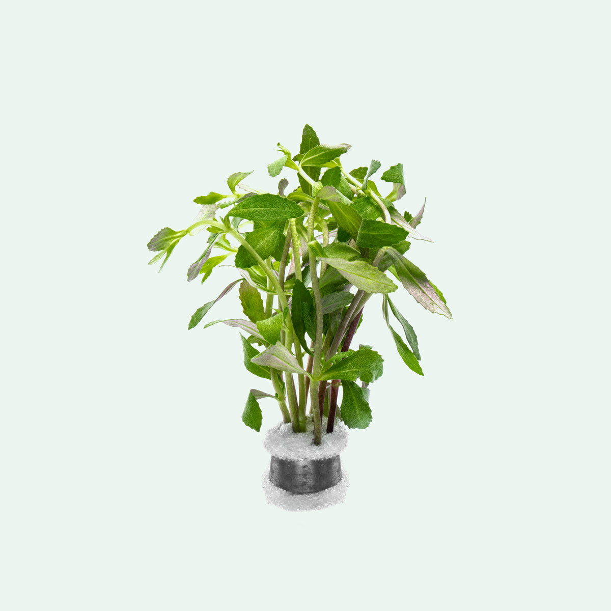 Limnophila Belem Aquatic Plant - Freshwater Aquarium Plant for Fish Tanks, Ponds & Aquascaping | Easy to Grow & Maintain | Perfect for Beginners & Experts