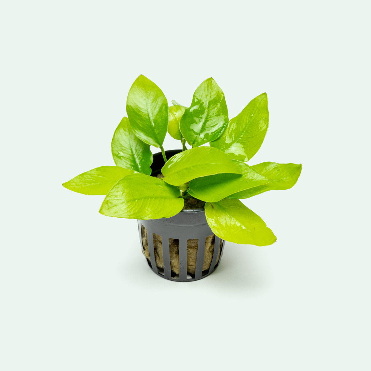 Anubias Nana Golden - Live Aquarium Plant for Freshwater Fish Tanks - Perfect for Aquascaping, Nano Tanks & Low Light Aquariums