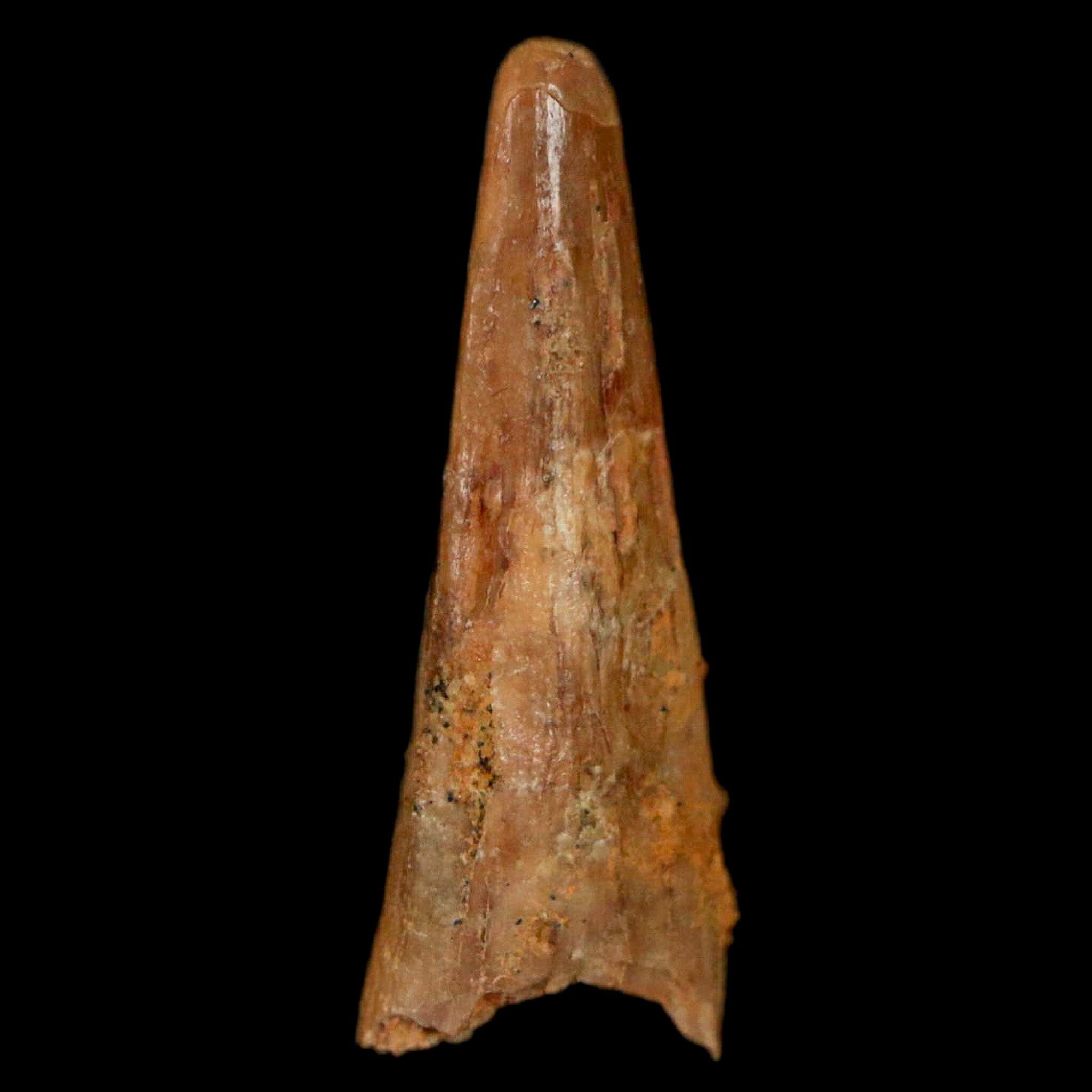 Authentic Pterosaur Coloborhynchus Fossil Tooth - Upper Cretaceous Era - Morocco Origin with COA - Rare Collectible Display Piece for Paleontology Enthusiasts & Home Decor