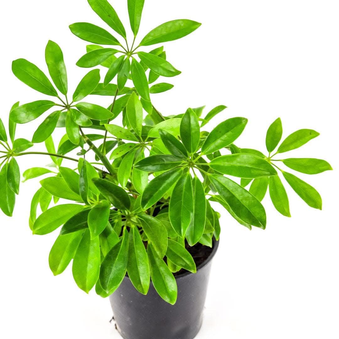 Best Umbrella Plant for Home & Office Decor | Schefflera Arboricola Indoor Houseplant | Perfect for Living Room, Bedroom, and Workspace
