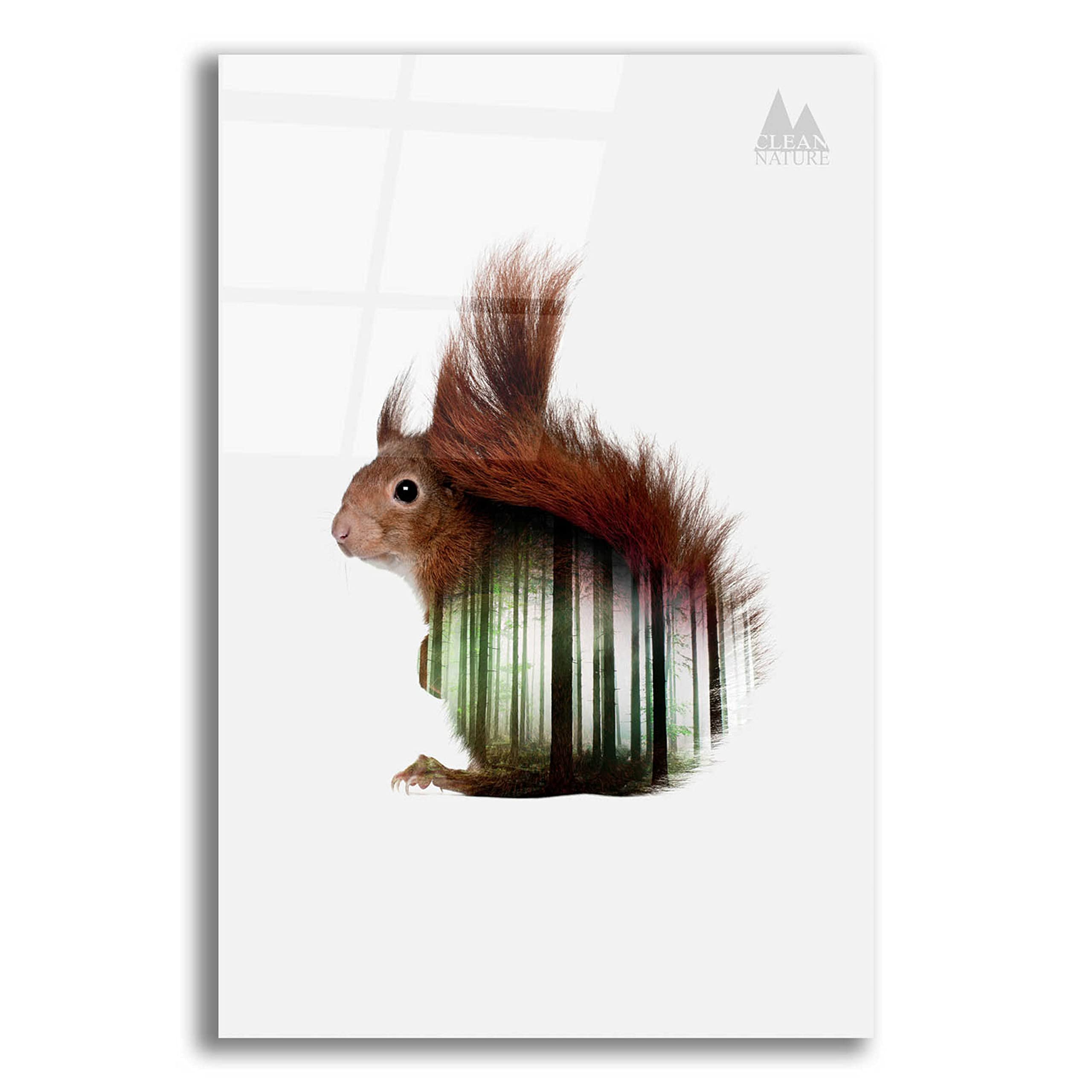 Epic Art 'Squirrel' by Clean Nature - Premium Acrylic Glass Wall Decor, 16x24 Inches - Perfect for Living Room, Bedroom & Office Decor