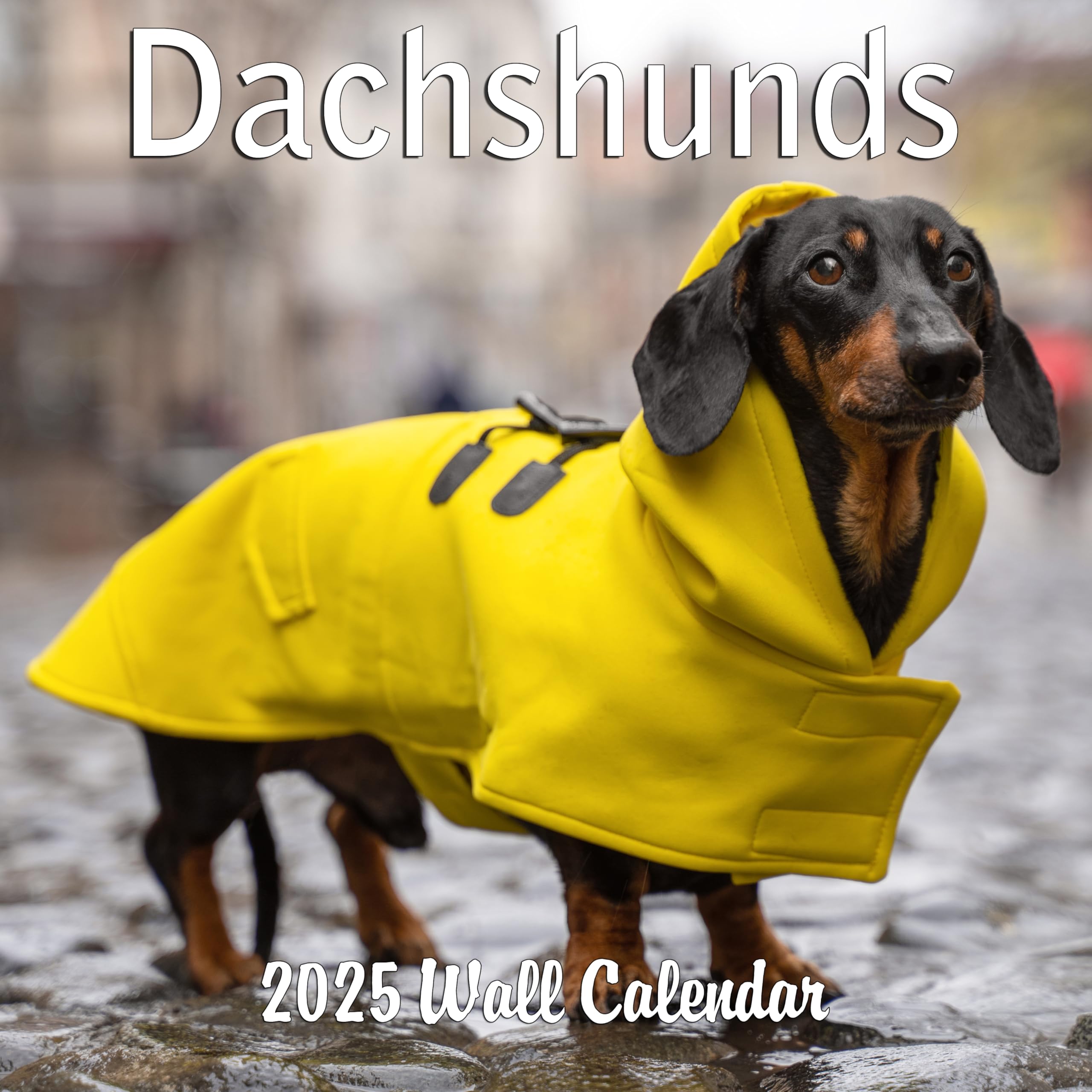 2025 Dachshund Wiener Dog Wall Calendar - 12