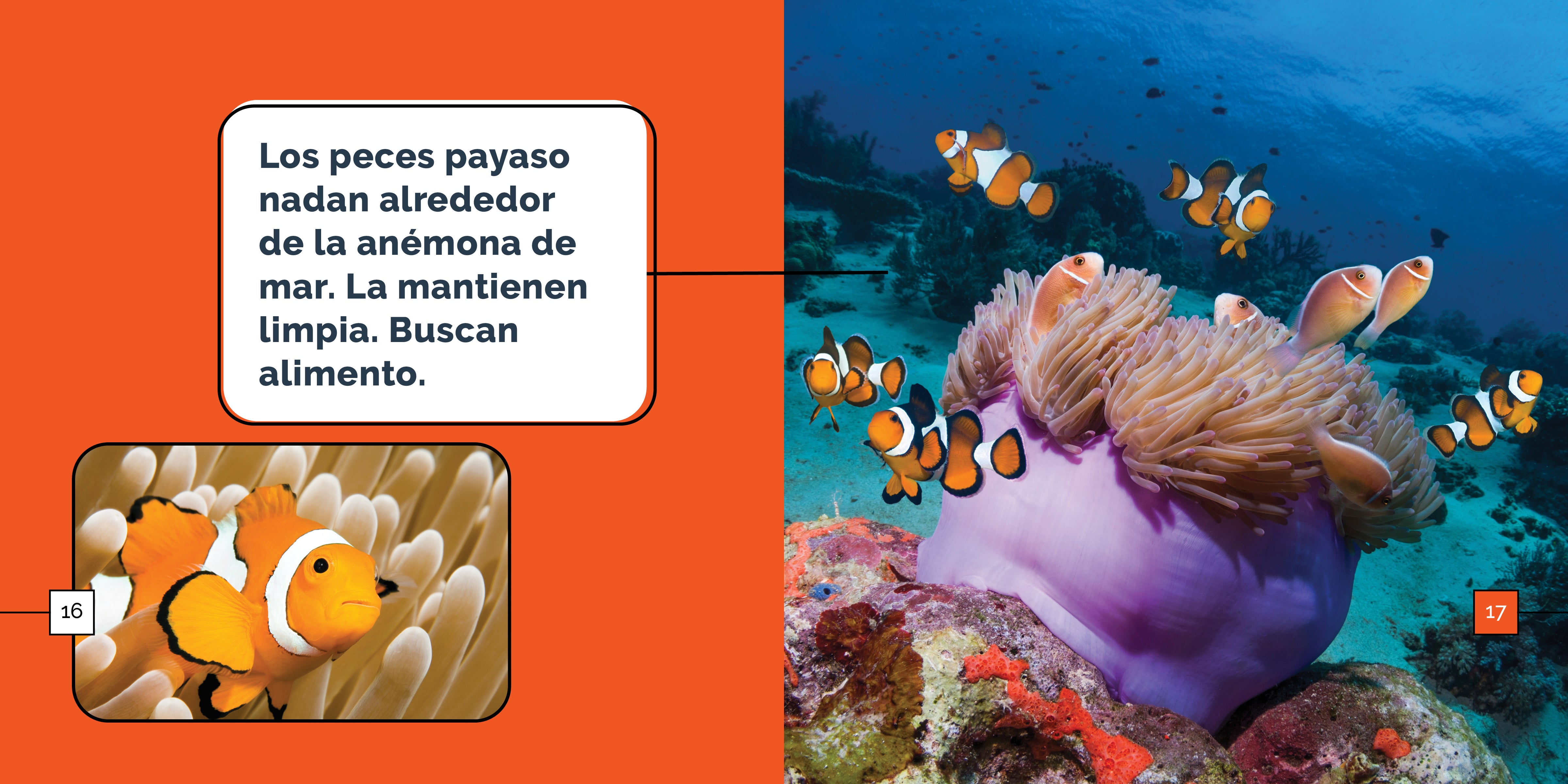 Clownfish for Saltwater Aquariums - Vibrant & Hardy Marine Fish for Reef Tanks | Perfect for Home Aquariums & Ocean-Themed Decor