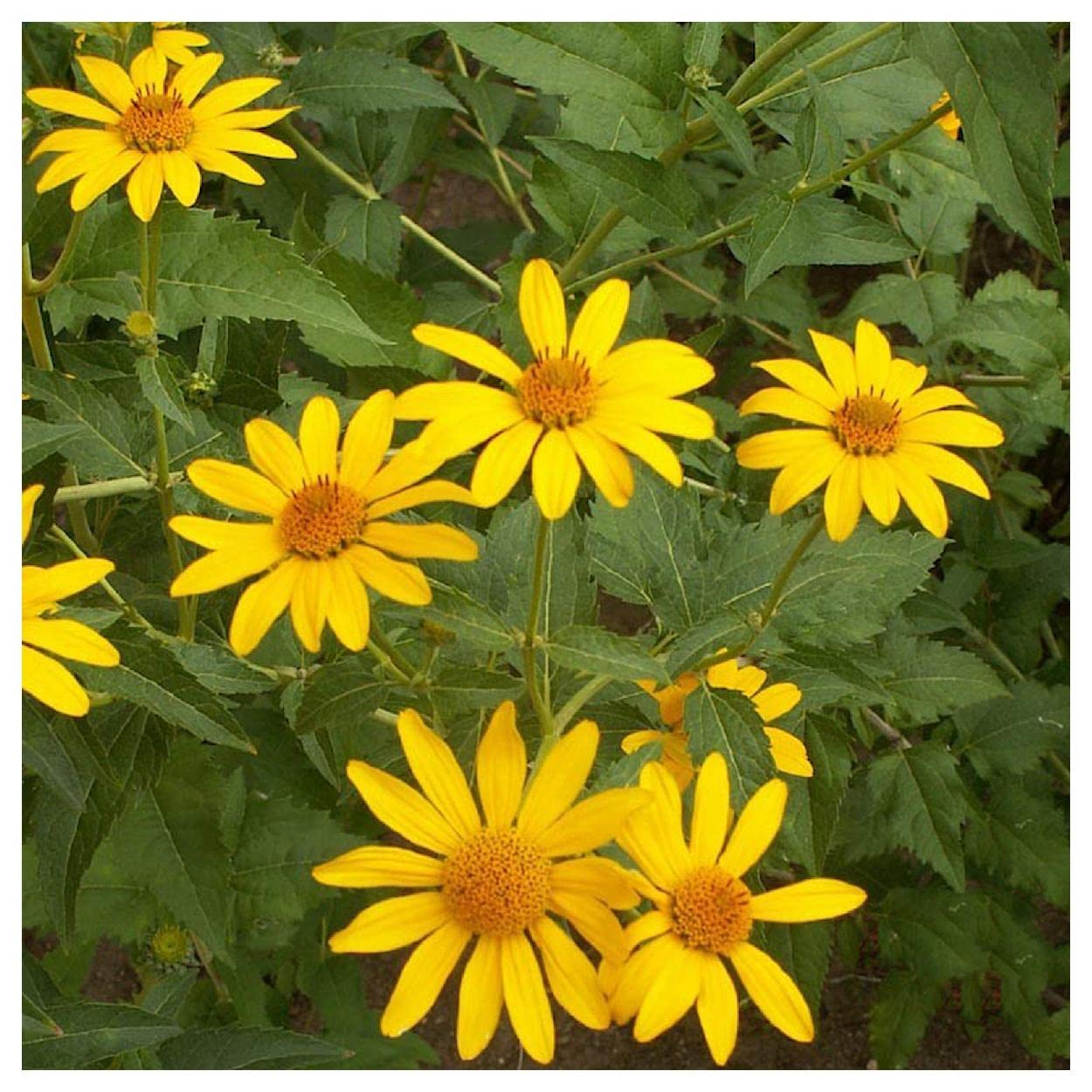 Everwilde Farms 1000 Early Sunflower Native Wildflower Seeds - Gold Vault Jumbo Seed Packet for Home Gardening, Landscaping & Pollinator Gardens