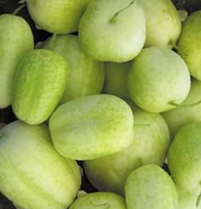 Premium Crystal Apple Cucumber Seeds for Home Garden - Non-GMO, High Yield, Easy to Grow - Perfect for Salads, Pickling & Fresh Snacking - $3.50