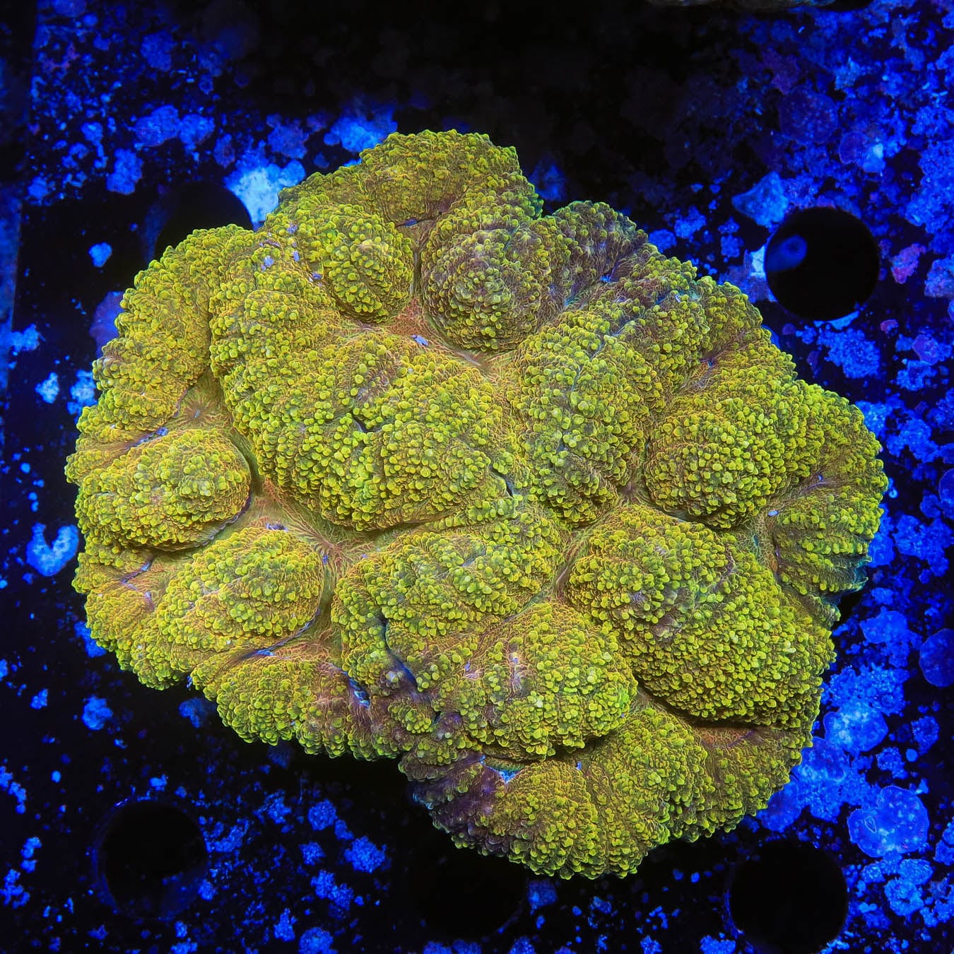 Premium Banana Lobophyllia Coral for Saltwater Aquariums - Vibrant Yellow Coral for Reef Tanks & Marine Displays