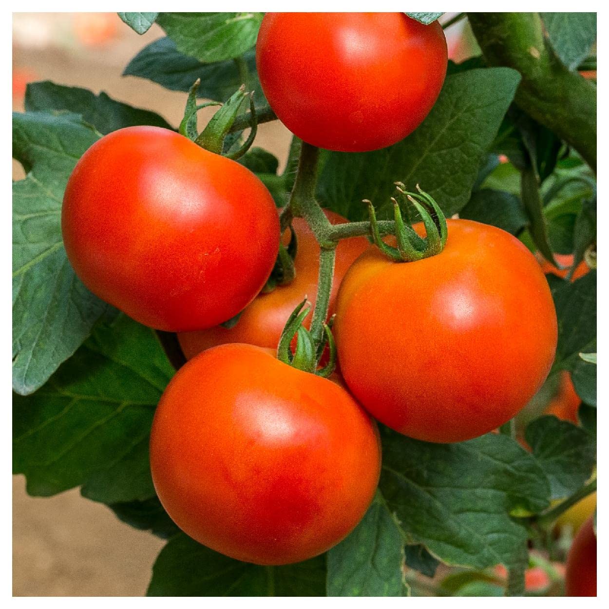 Everwilde Farms - 1/4 Lb New Yorker Heirloom Tomato Seeds - Gold Vault Pack - Non-GMO, Open Pollinated for Home Gardening, Canning & Fresh Eating