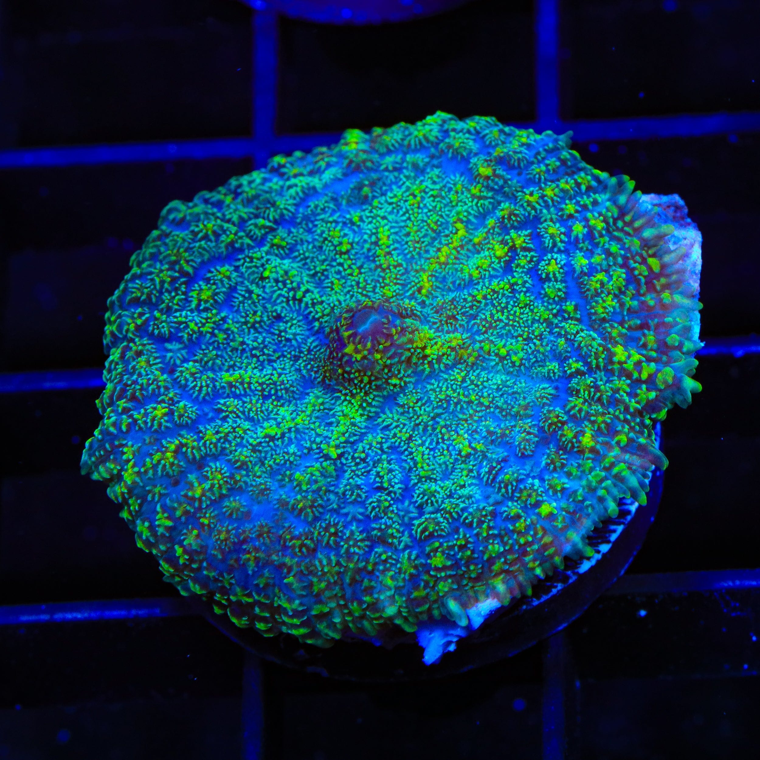 Premium Crisp Mushroom Coral for Saltwater Aquariums - Vibrant Coral Frags for Reef Tanks & Marine Aquascaping - Perfect for Beginners & Expert Hobbyists