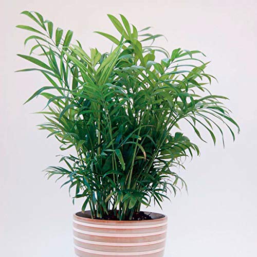 Neanthe Bella Parlor Palm - 3 Live Chamaedorea Elegans Plants in 6 Inch Pots - Air Purifying Indoor Houseplant for Home, Office & Living Room Decor