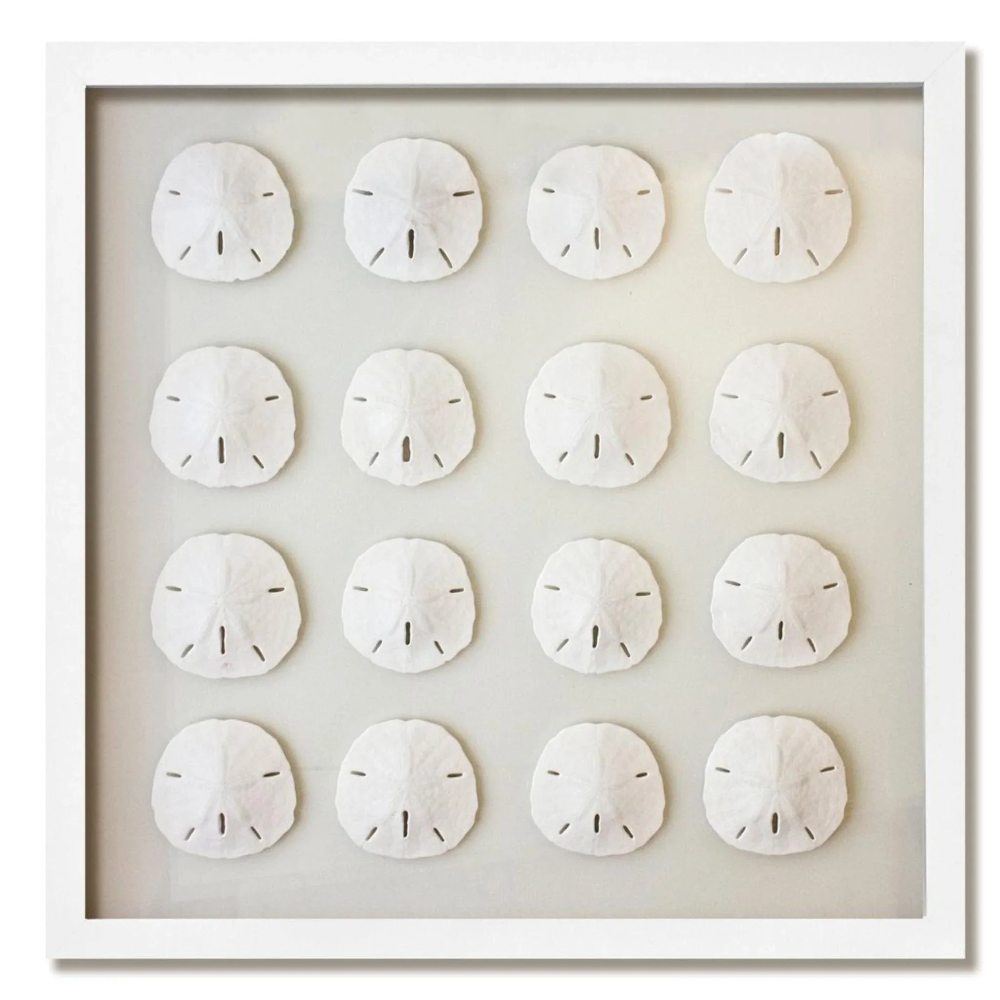 16 Genuine Florida Sand Dollars - Nautical Coastal Beach Wall Art Decor for Home & Office - Available in Multiple Frames & Sizes - Perfect for Beach House, Bathroom, or Coastal Theme Decor