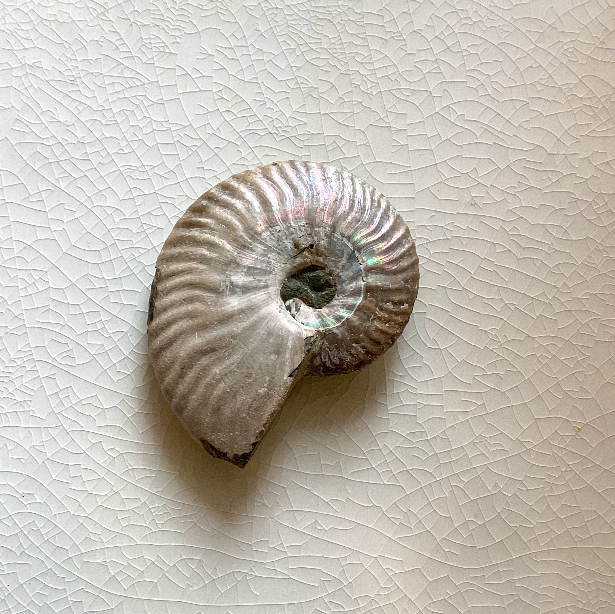 Natural Ammonite Iridescent Fossil Specimen - Authentic Prehistoric Shell for Home Decor, Jewelry Making & Fossil Collection