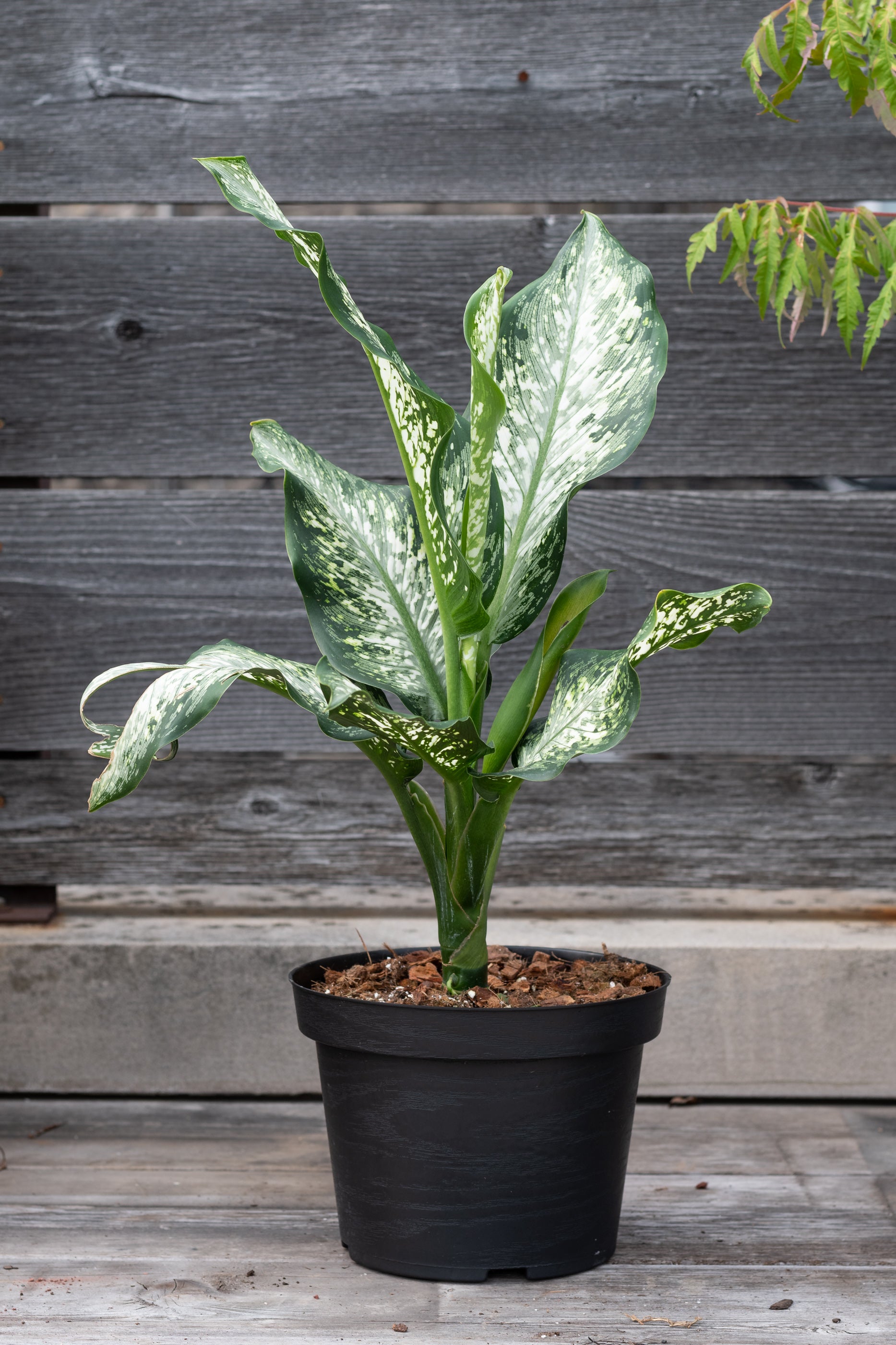 Dieffenbachia Maculata 'Tiki' 8