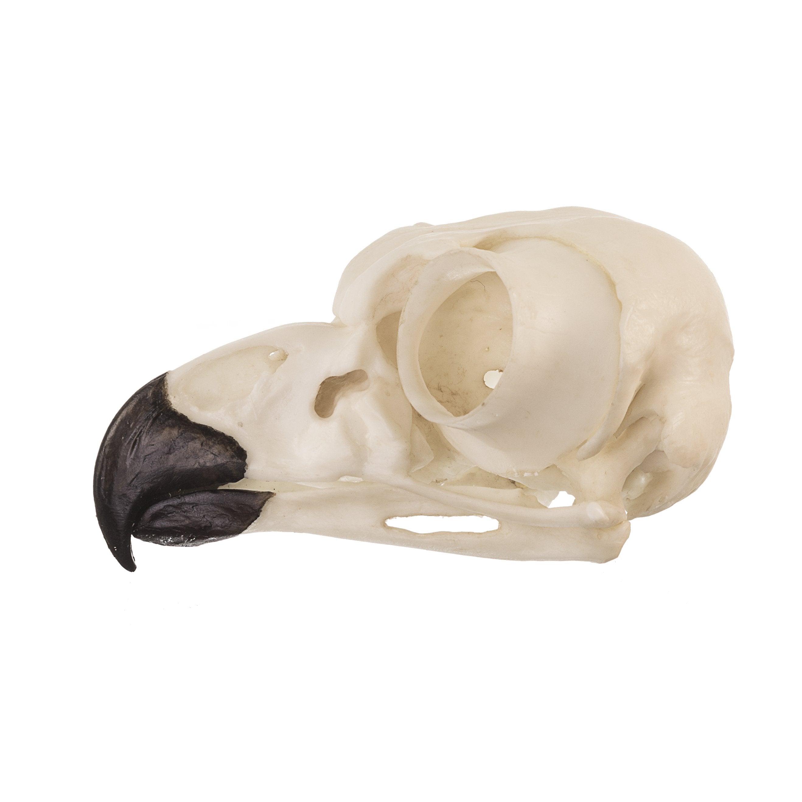 Authentic Replica Great Horned Owl Skull - Lifelike Taxidermy Decoration for Home, Office & Halloween Decor - Perfect for Gothic, Nature & Science Enthusiasts