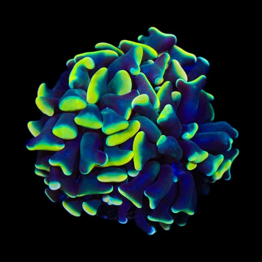 Disco Hammer Coral for Saltwater Aquarium - Vibrant LPS Coral for Reef Tanks, Marine Fish Tanks & Coral Propagation | Perfect for Beginners & Advanced Hobbyists