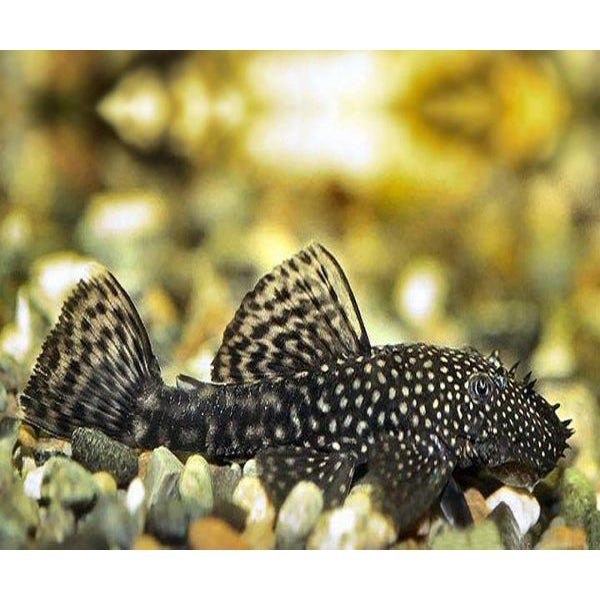 Black Bristlenose Pleco Fish for Aquarium - Live Freshwater Algae Eater for Fish Tanks, Perfect for Planted Aquariums & Community Tanks
