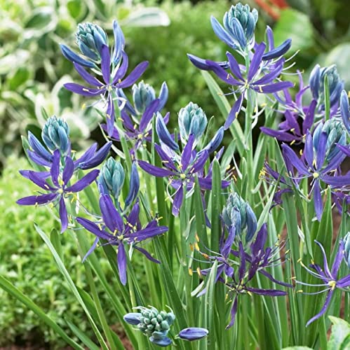 Organic Camassia Quamash 'Esculenta' Bulbs (6+ cm) - 5 Pack Non-GMO Heirloom Planting Bulbs, Open Pollinated Indian Hyacinth for Garden & Landscaping - Perfect for Wet Areas, Meadows & Native Plant Gardens